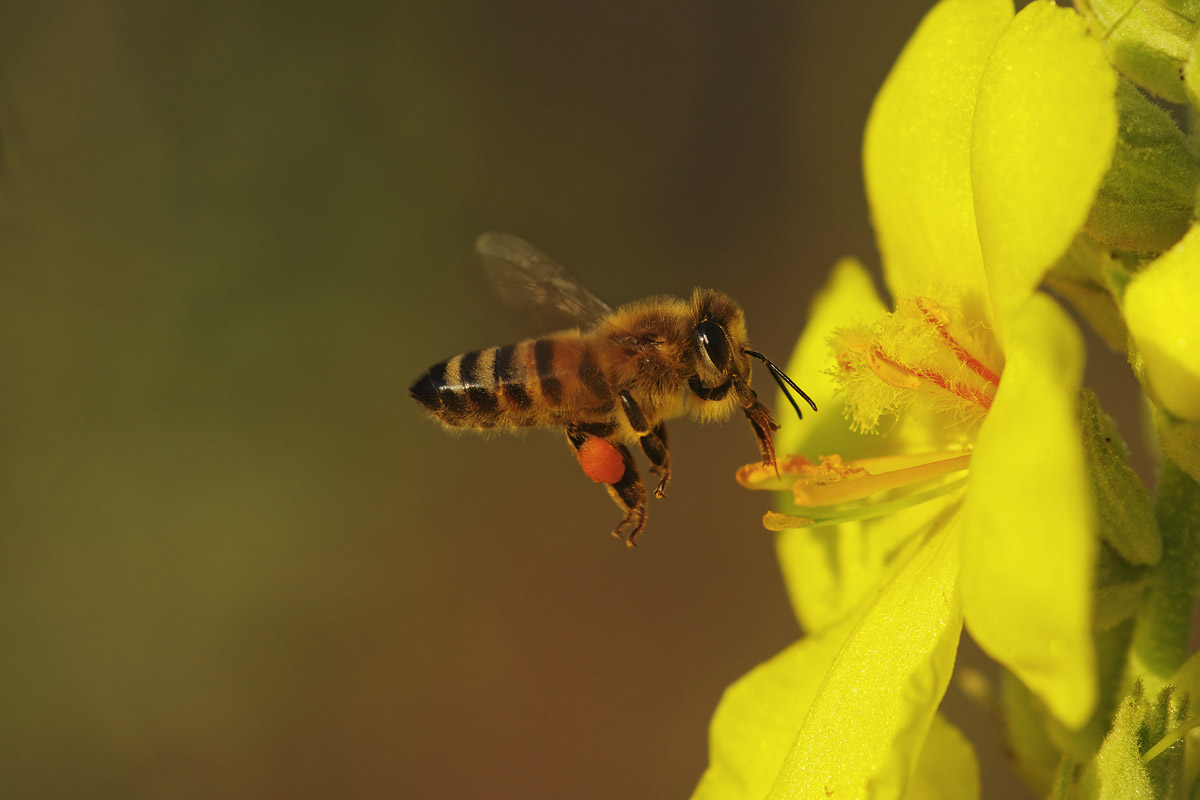 Volando tra i verbaschi