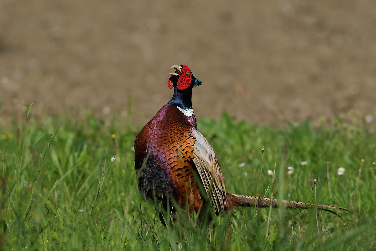 pheasant in hand