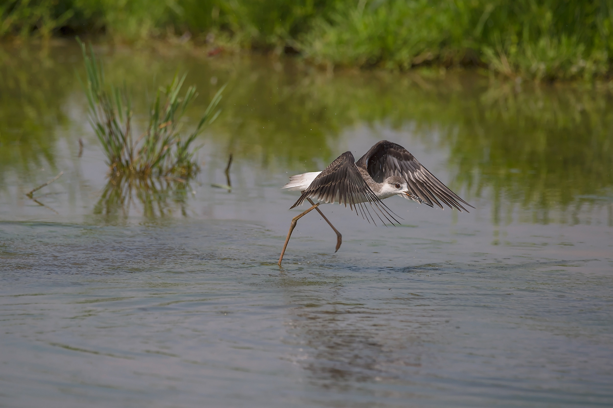 Pronto al decollo............