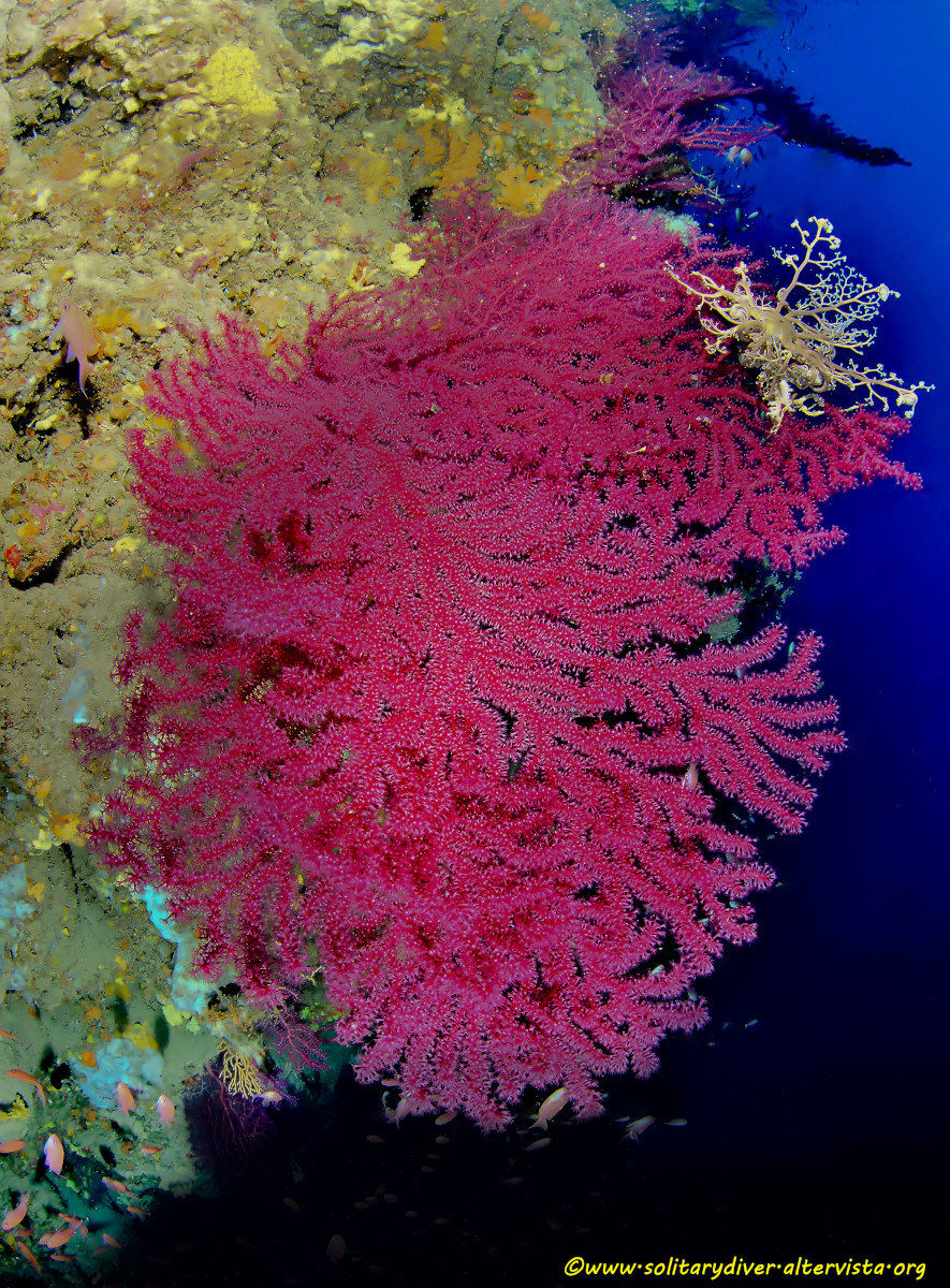 Gorgonie rosse II