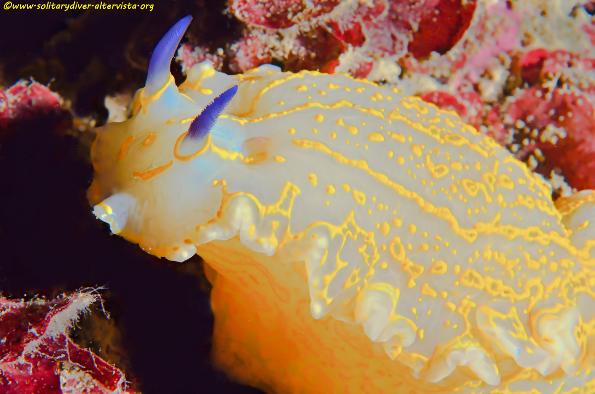 Hypselodoris Picta