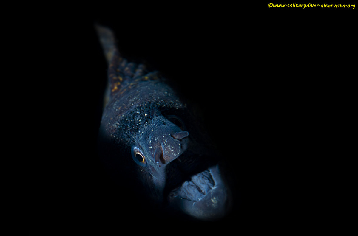 Murena - II versione di scatto già proposto