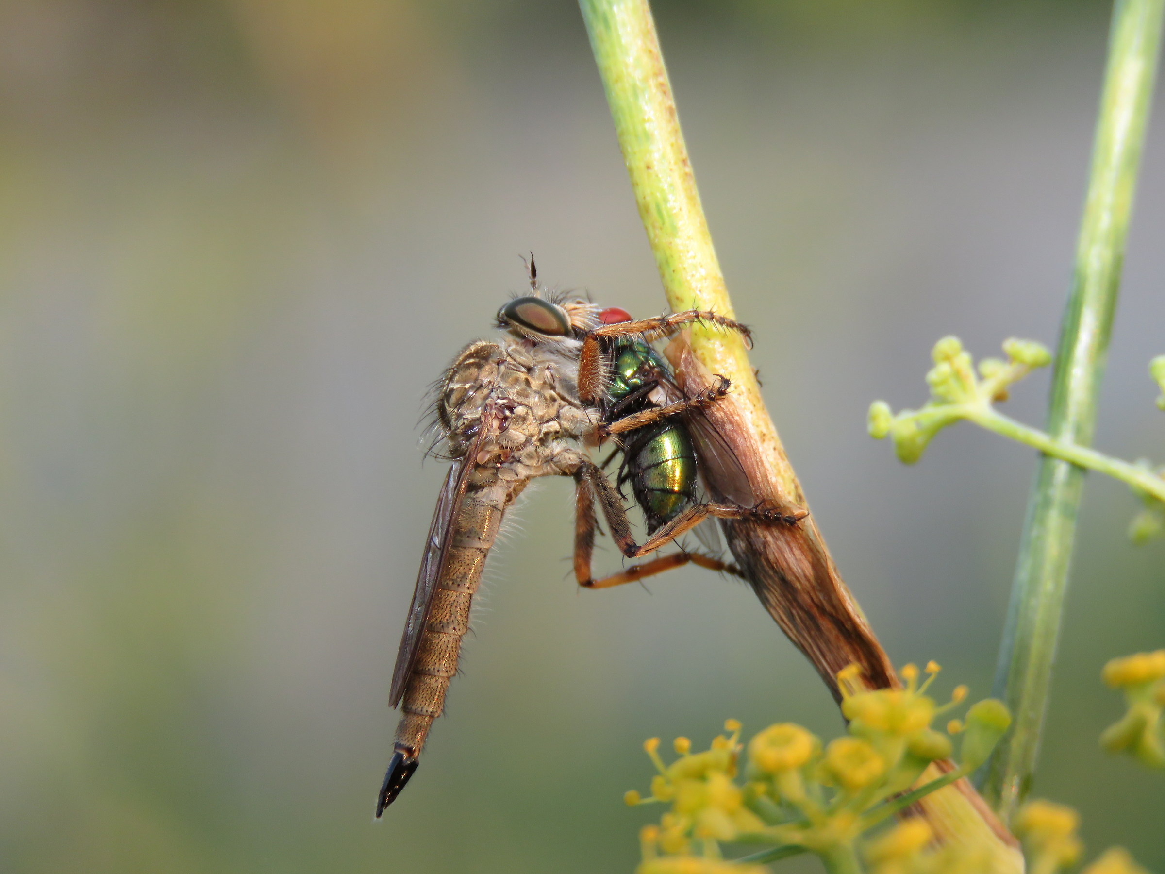Asilidae con preda