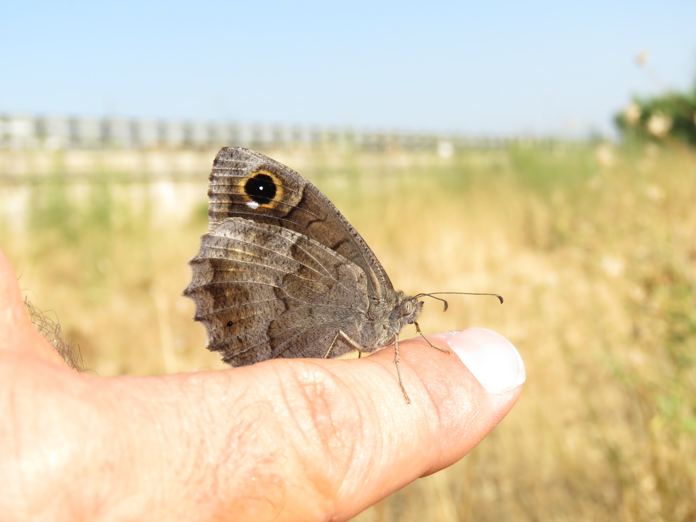 Hipparchia Statilinus sulla mia mano
