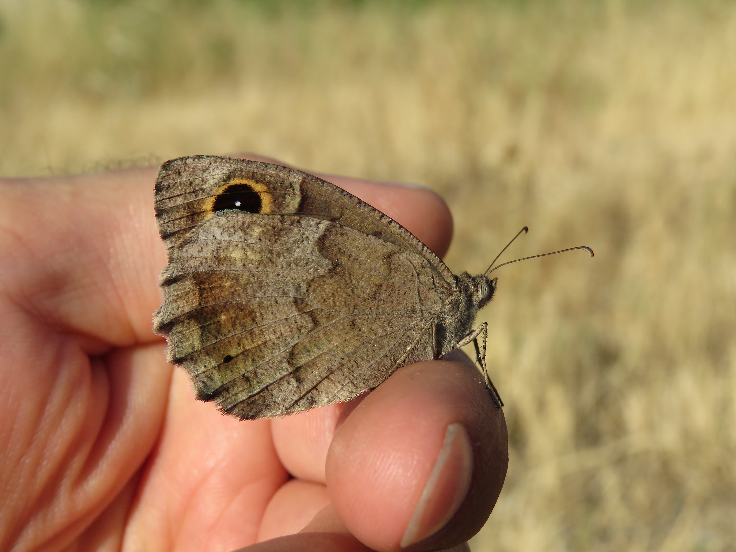 Hipparchia Statilinus sulla mia mano