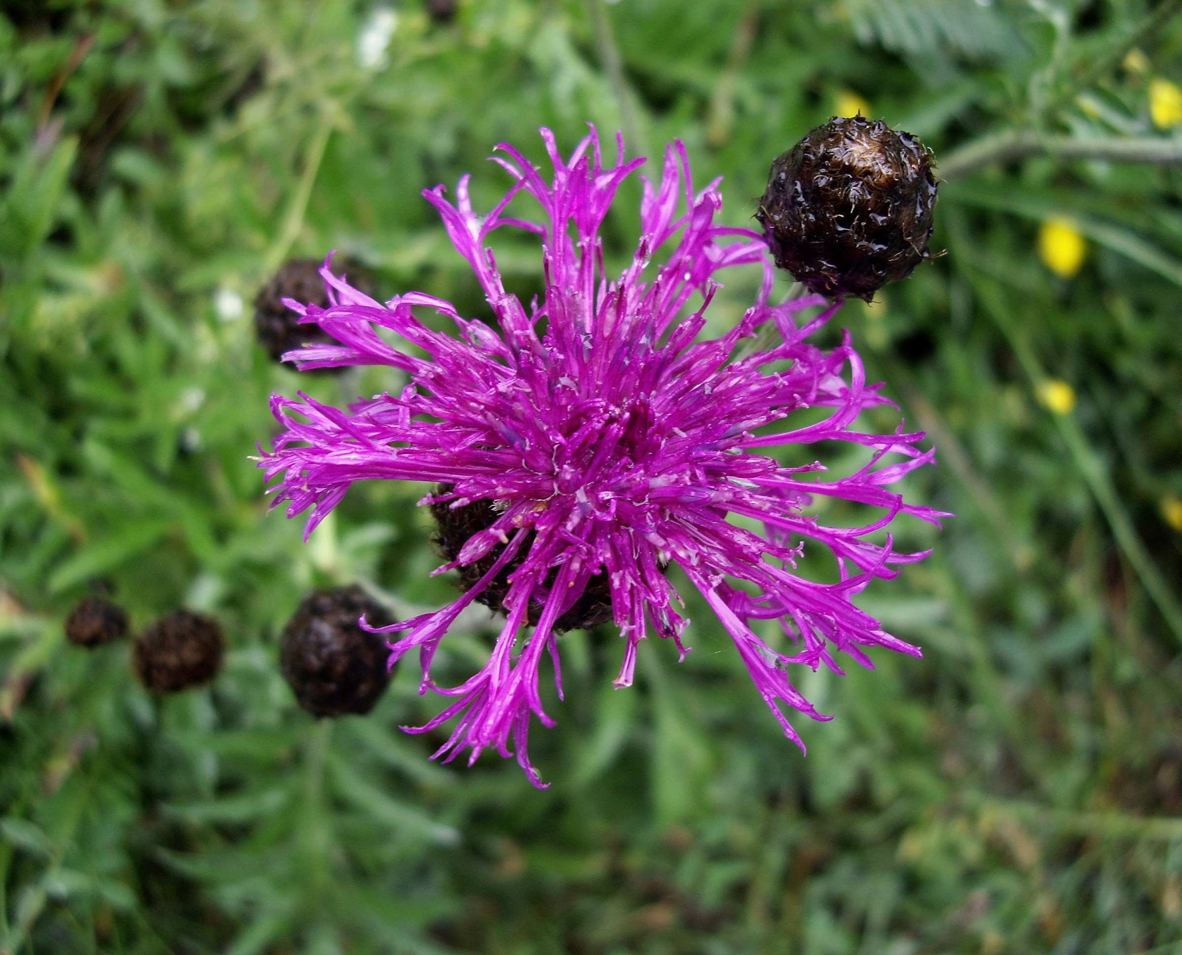 Centaurea Scabiosa (maybe)