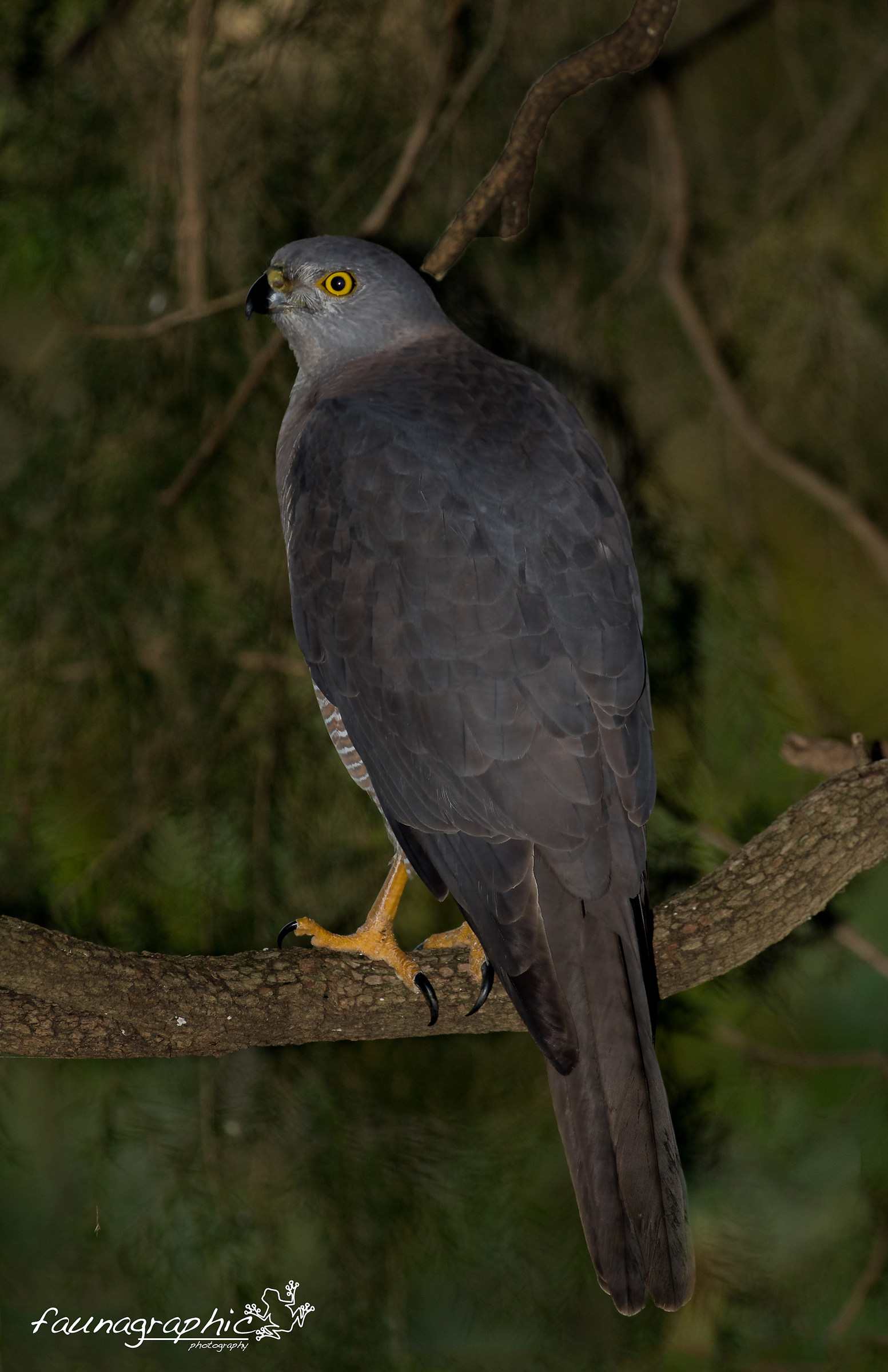 Female Brown Goshawk