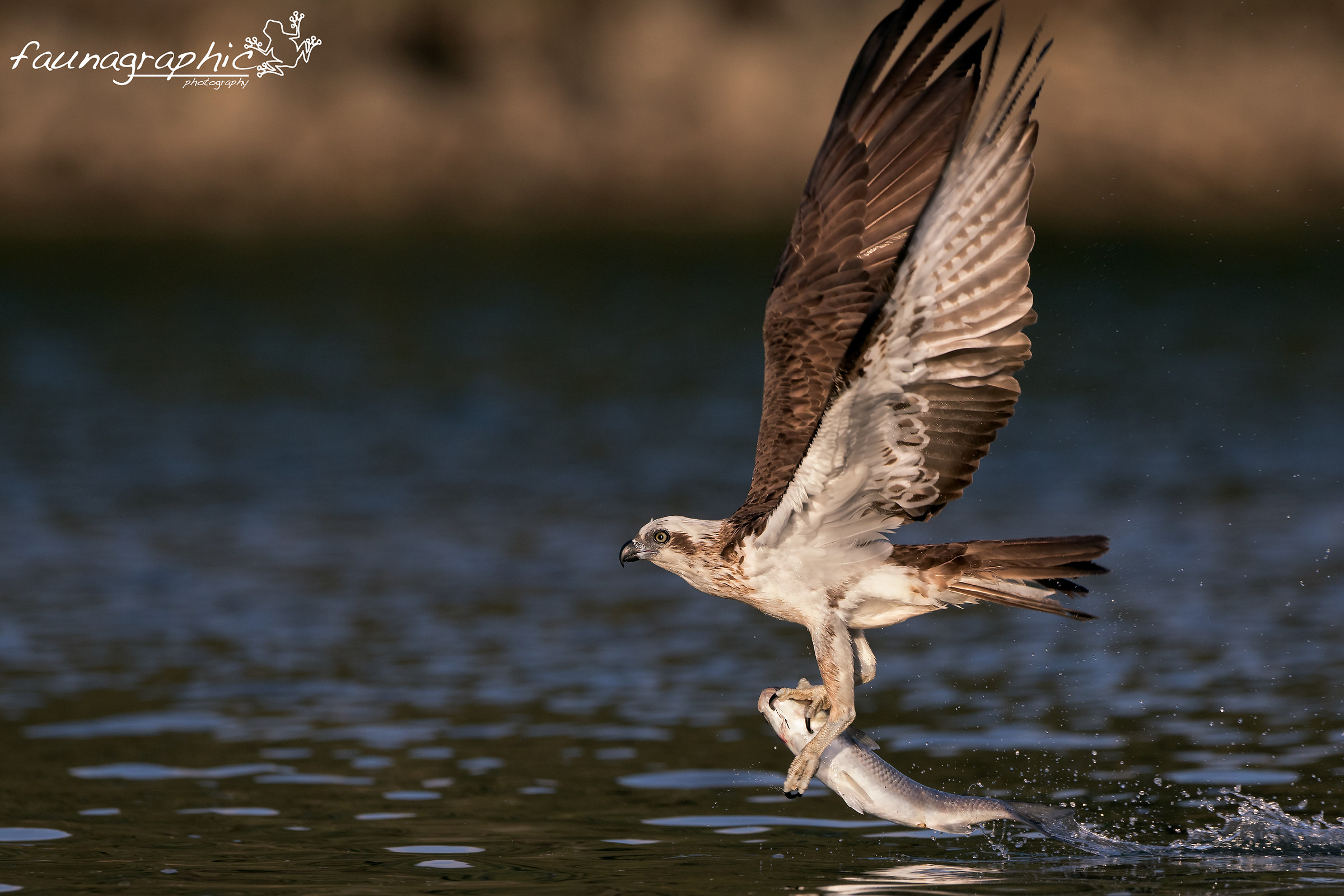 Osprey Wings Up