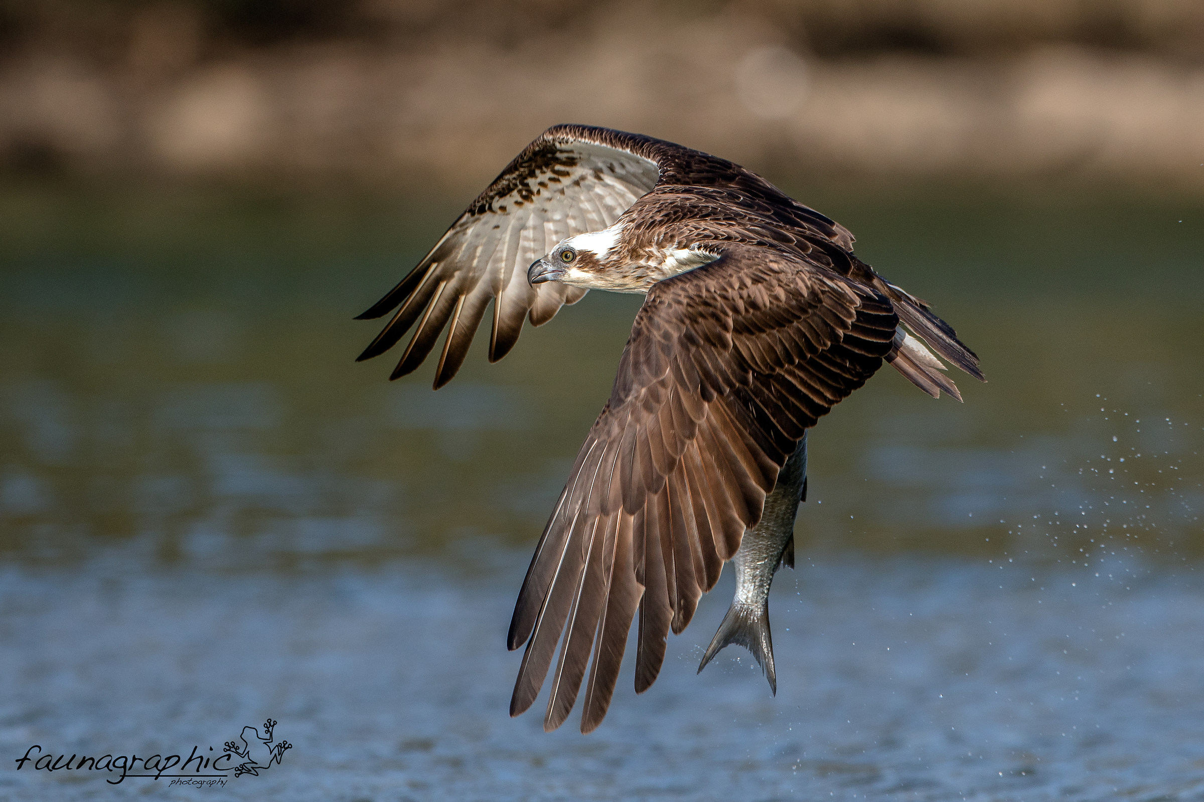 Osprey With catch turning
