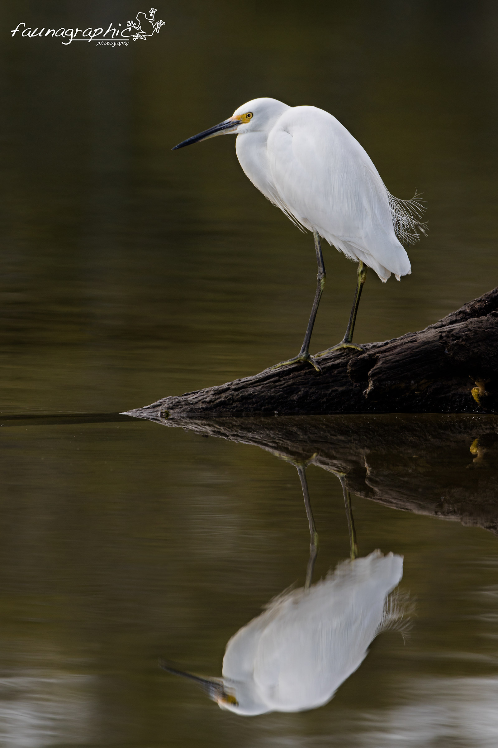 Little Egret Reflection