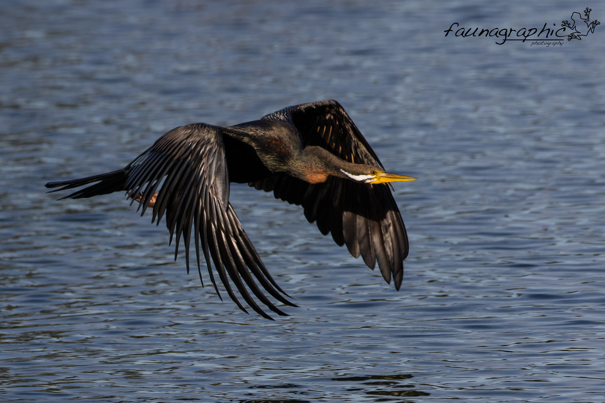 Australasian Darter in Flight