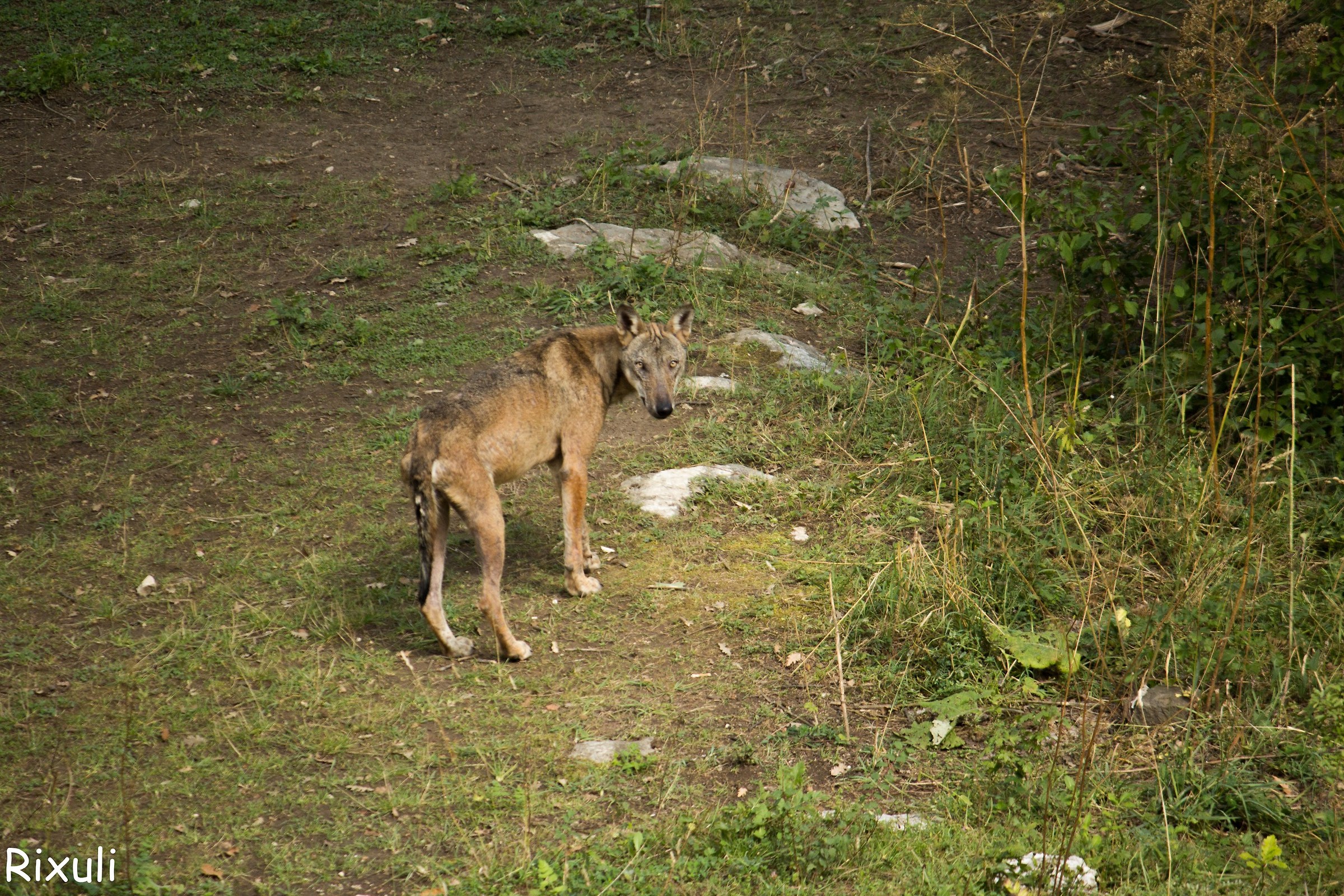 Wolf Abruzzo - Abruzzo National Park