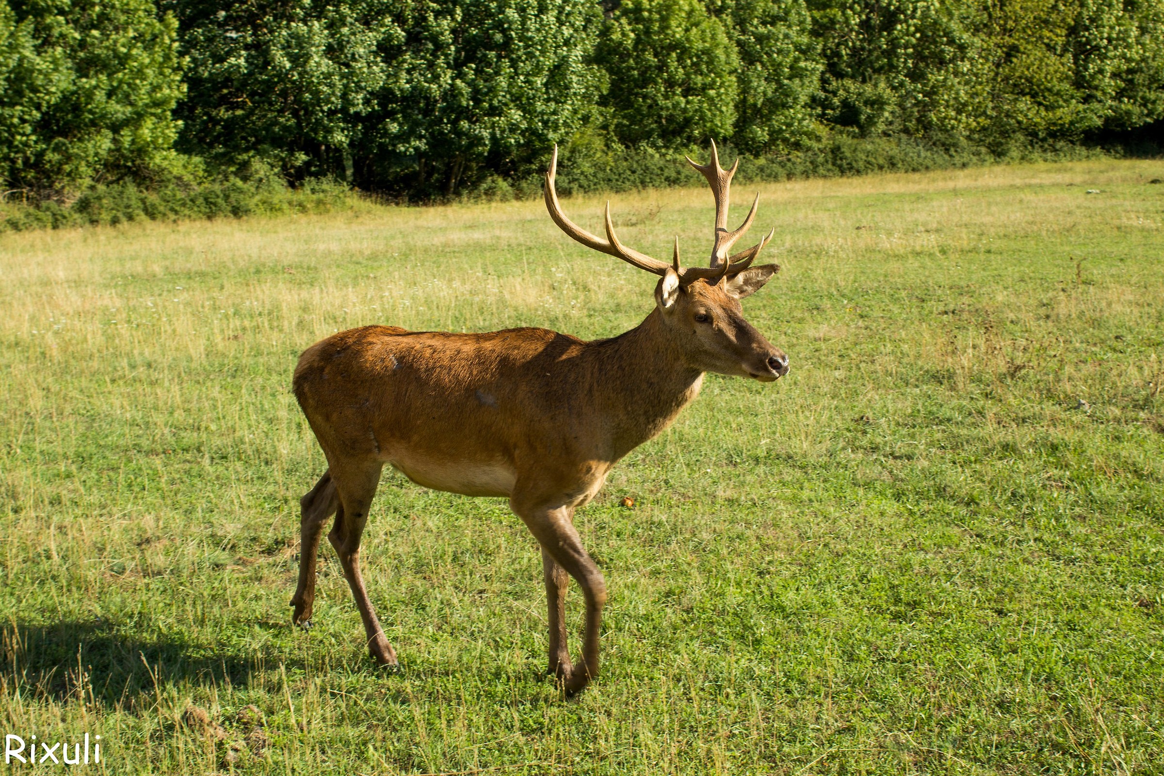 A spasso tra i cervi - Villetta Barrea