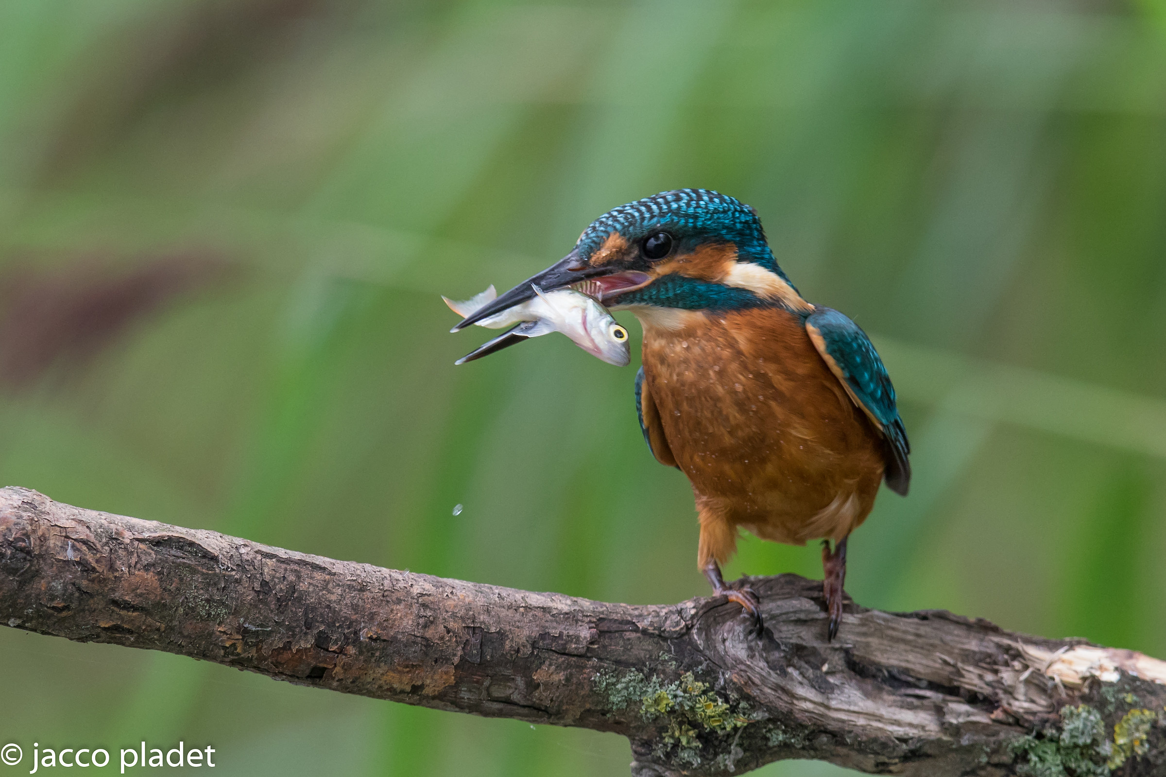 lungo pescatore laged