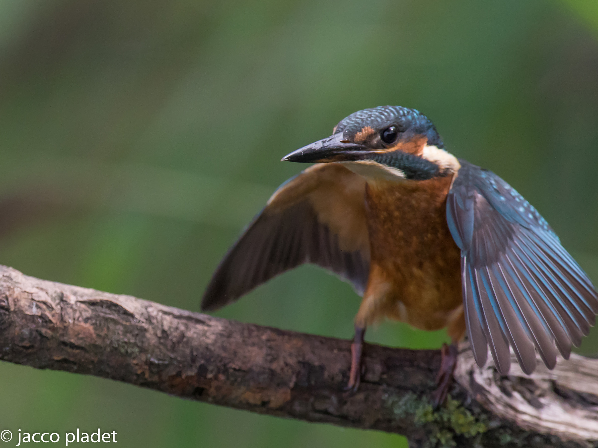 martin pescatore comune allargò le ali