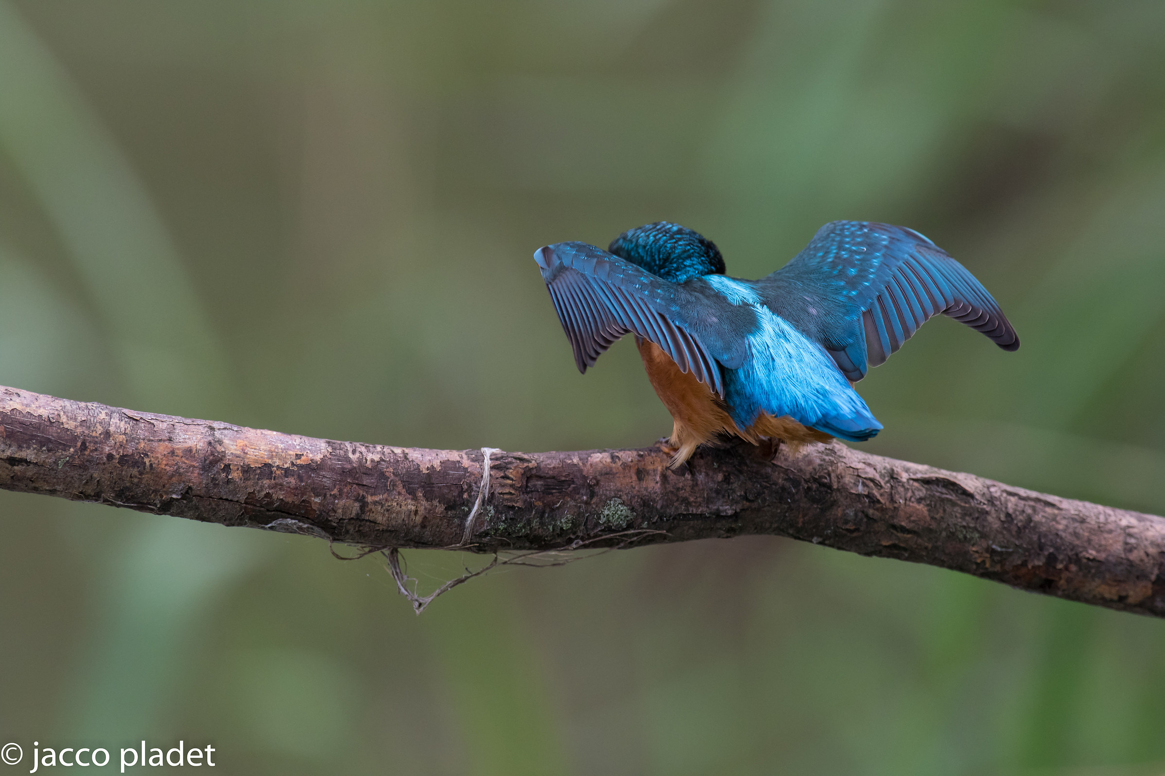 martin pescatore comune pronto per il decollo
