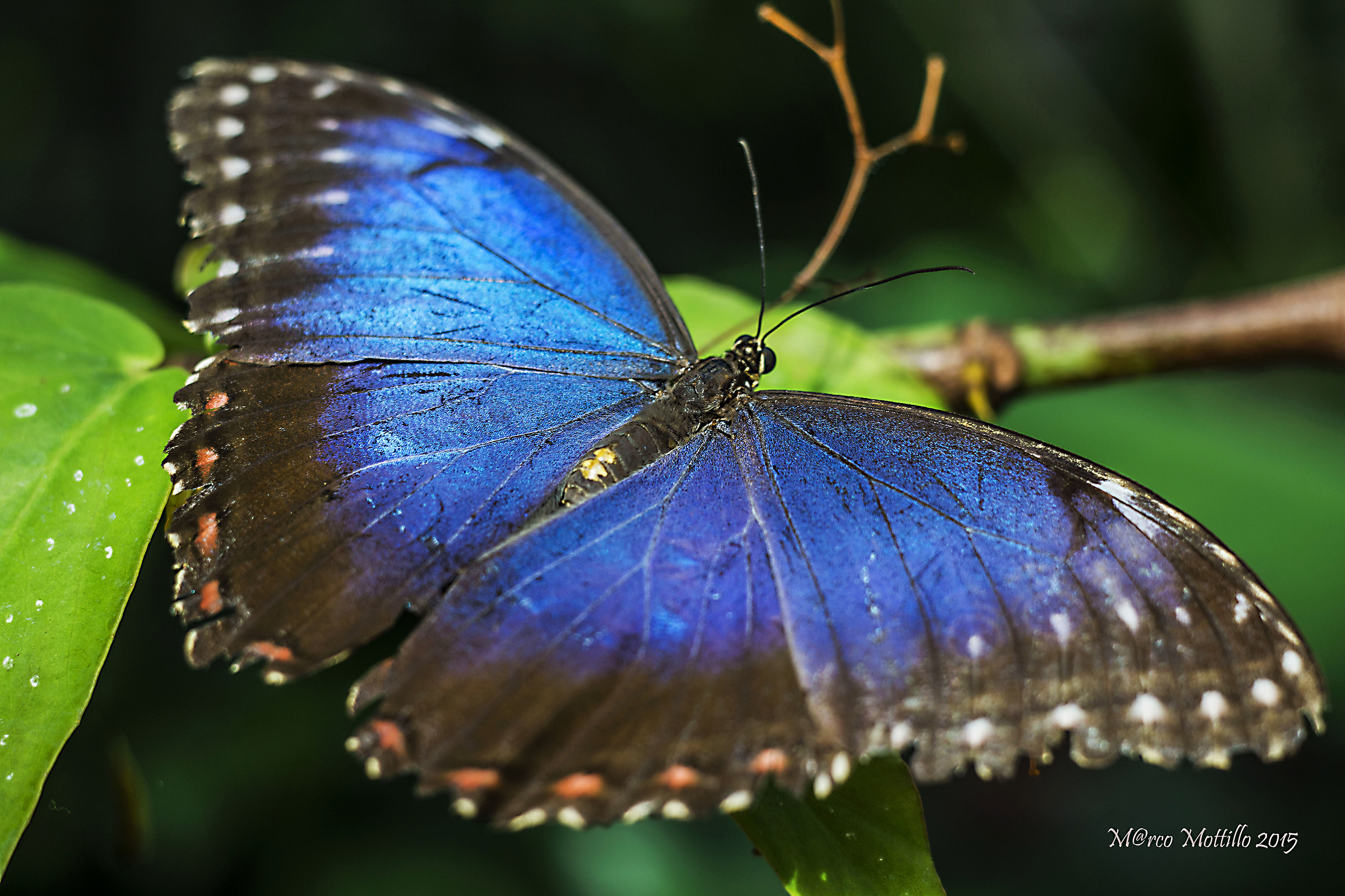 Morpho peleides