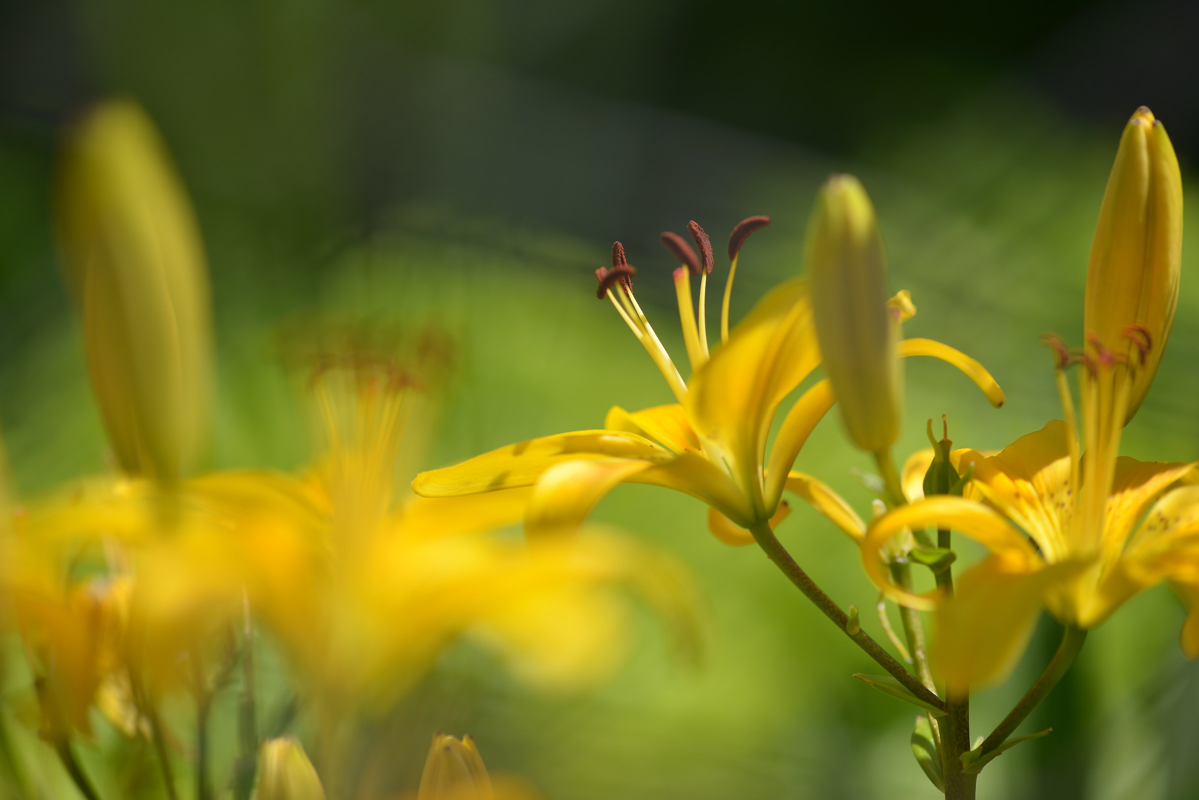 giglio giallo nel pieno del suo splendore