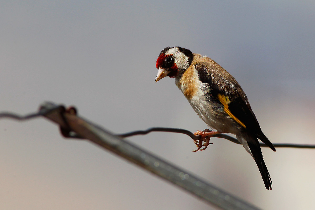 Goldfinch