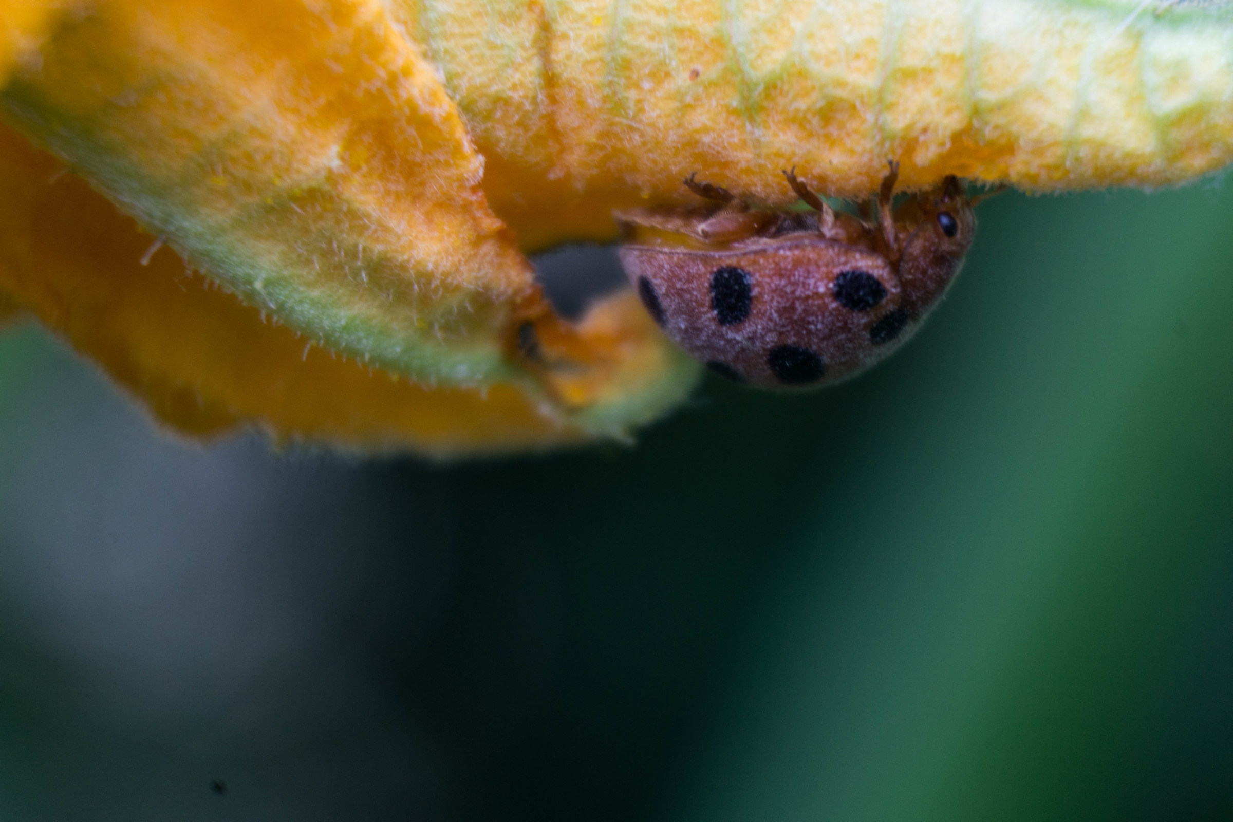 Ladybug collect dust