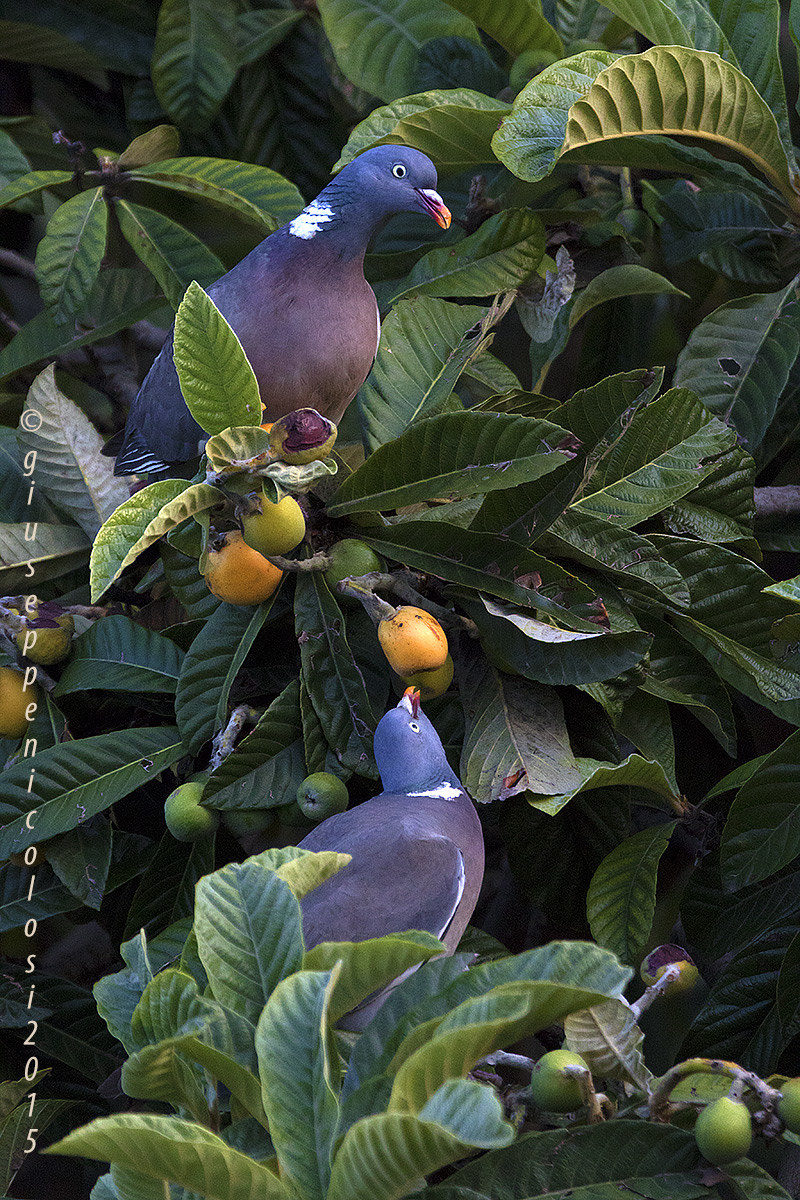pigeons and loquats
