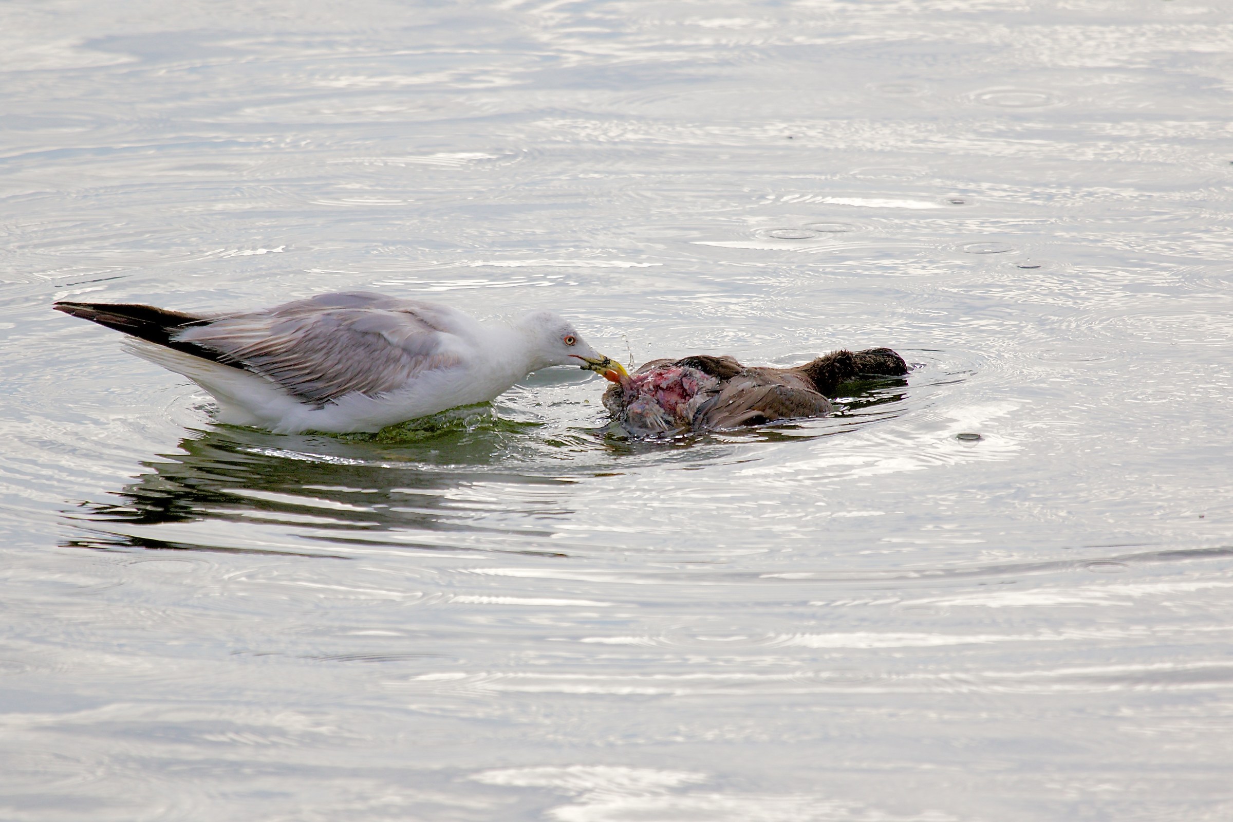Herring Gulls eat Germano