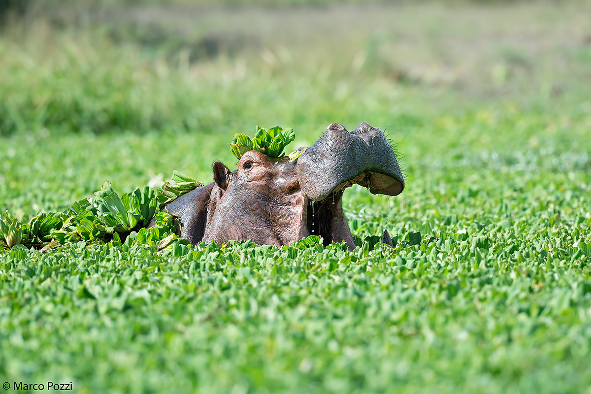 Green hippo pool