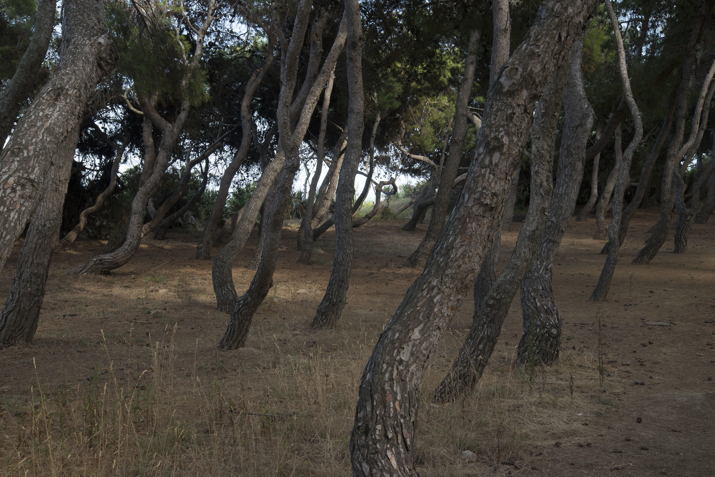 the strange dance of the pines.