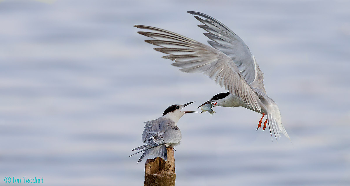the 'cue tern.