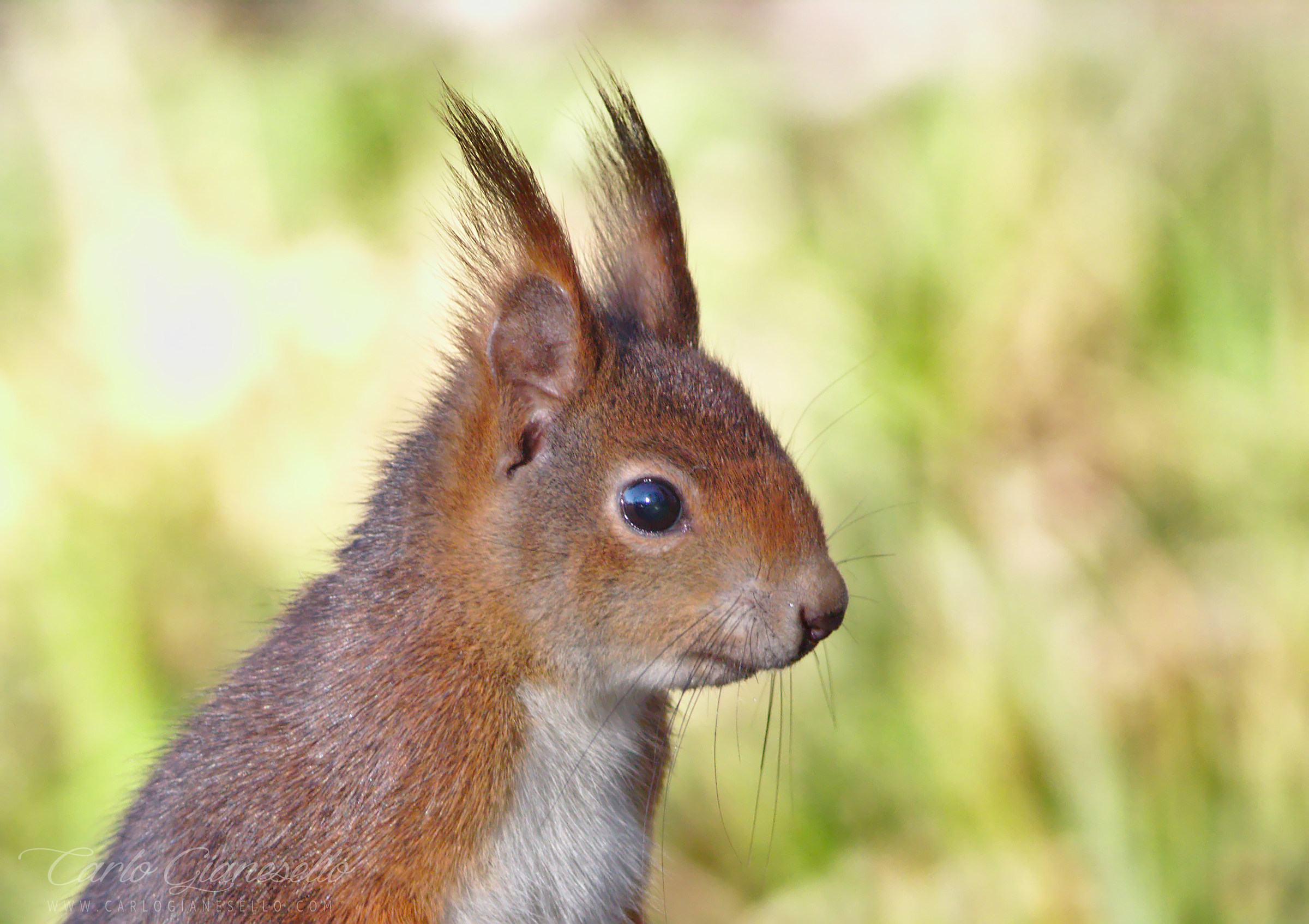 Portrait at the Squirrel