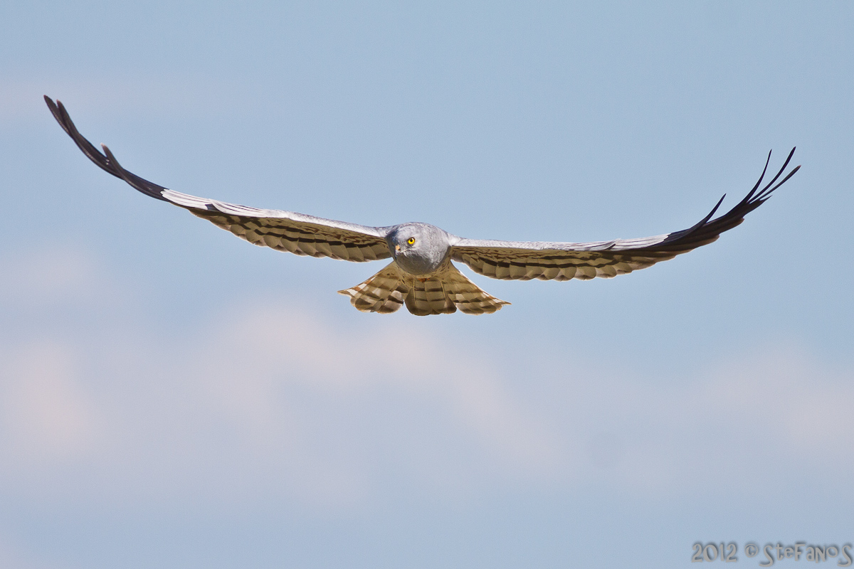 Albanella minore maschio in volo di avvicinamento