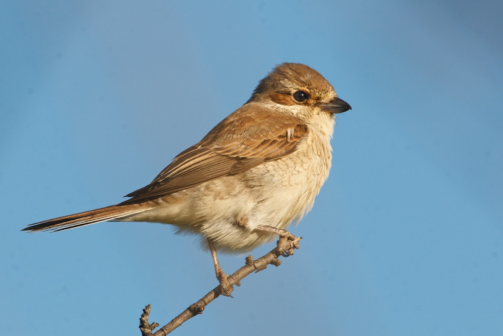 shrike