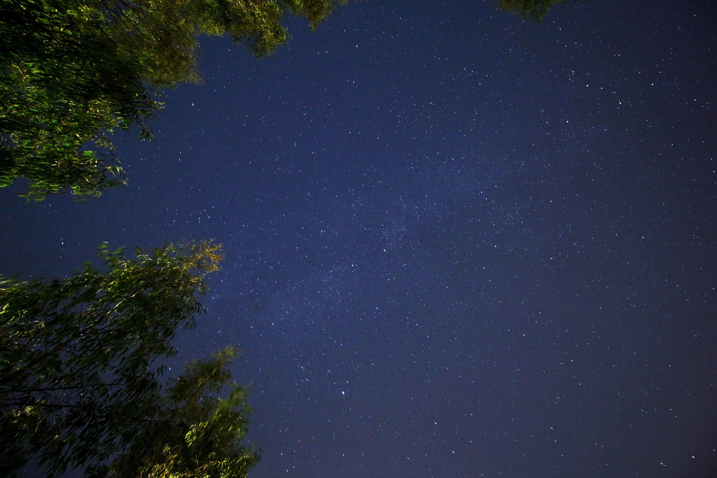 Trees and Stars in the Night