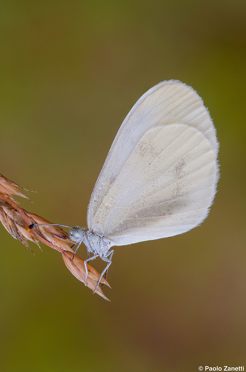 Pieris rapae