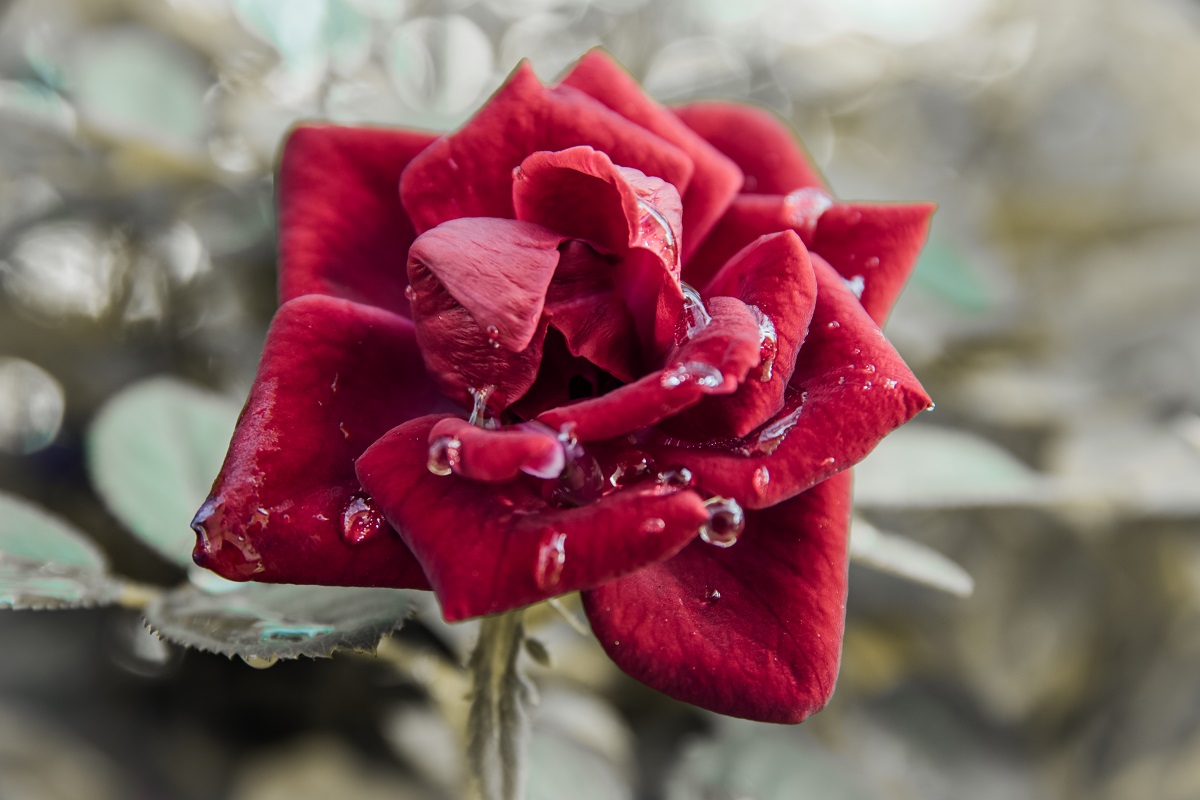 tanto piccola..tanto bella