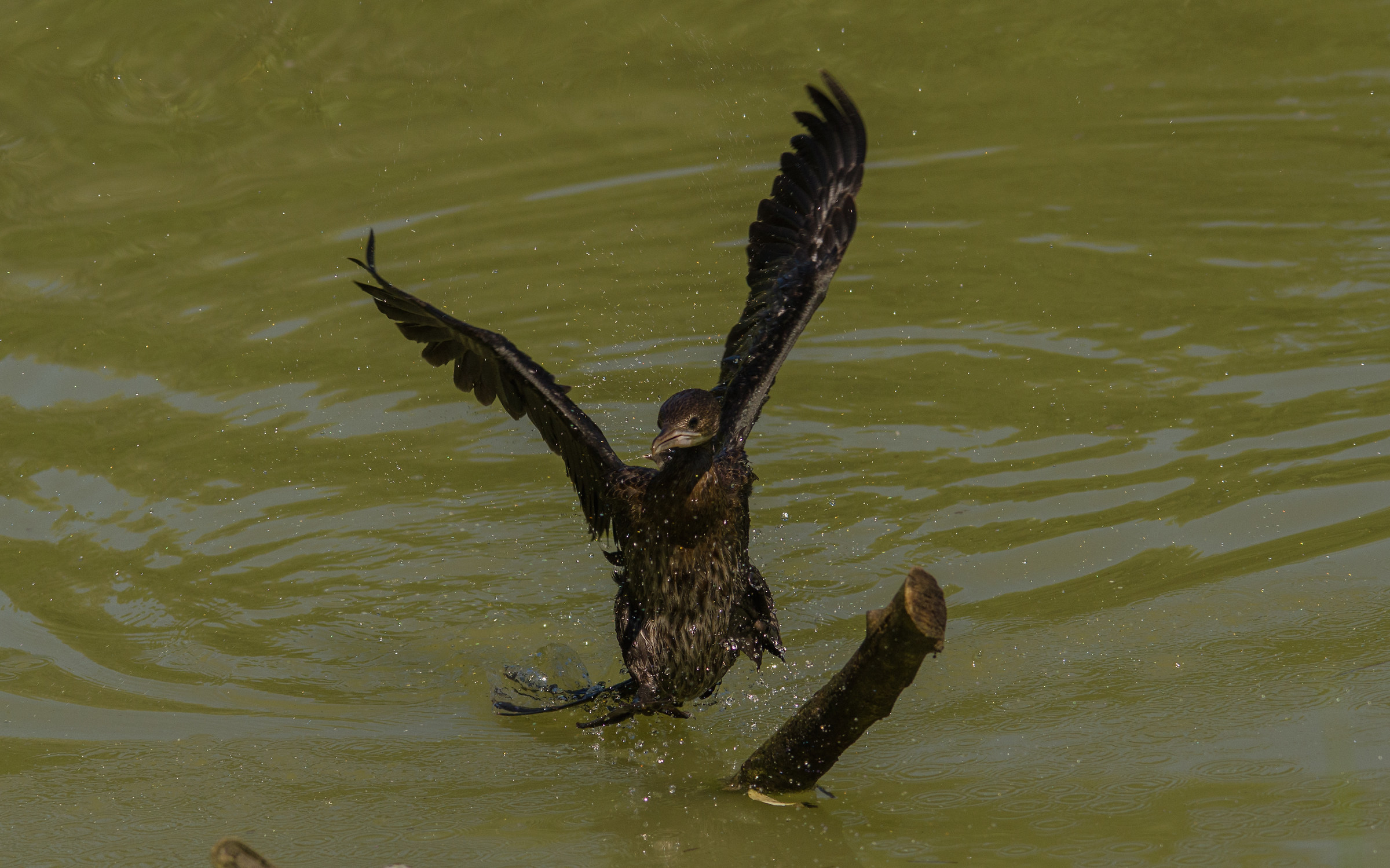cormorant