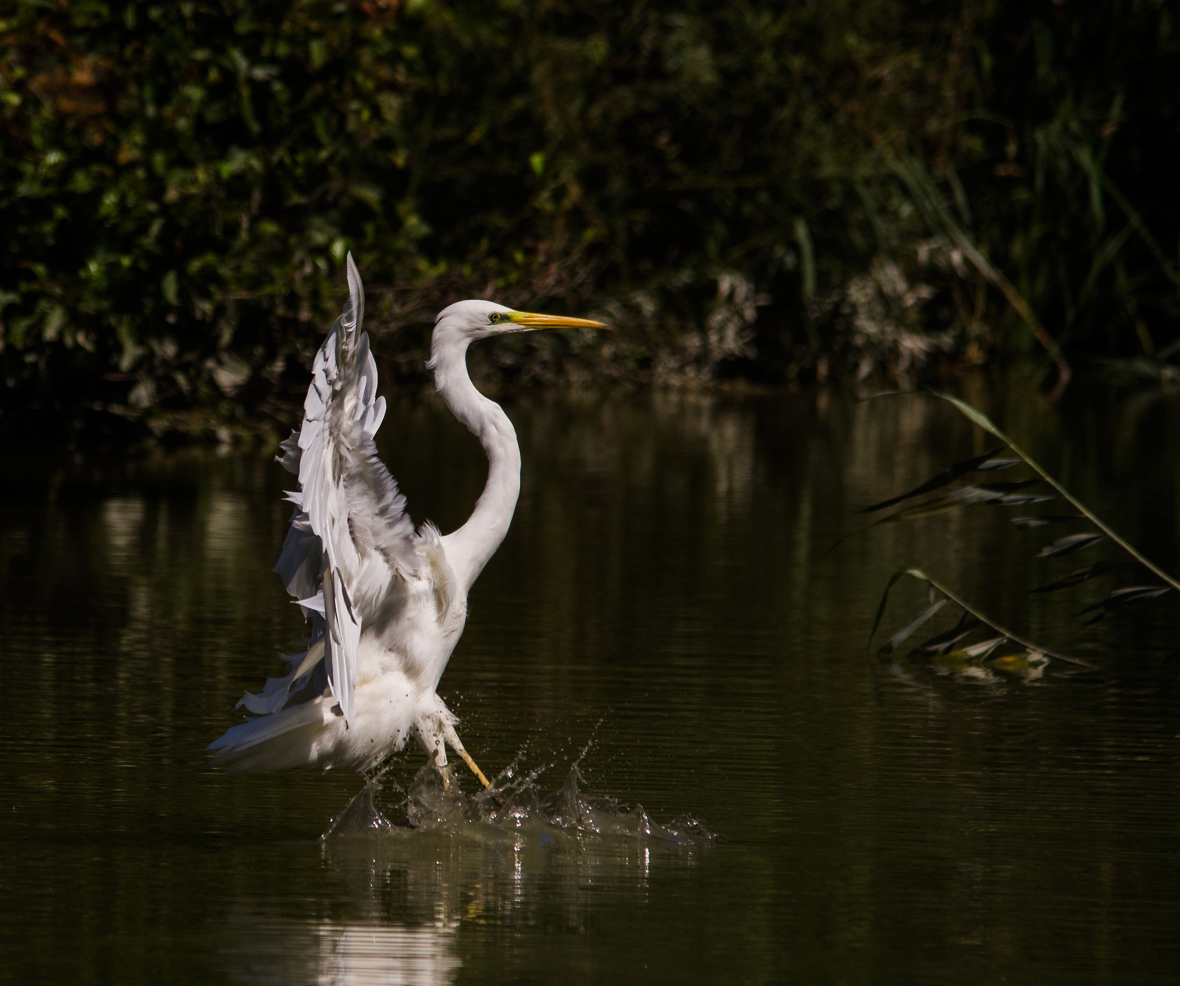 white heron