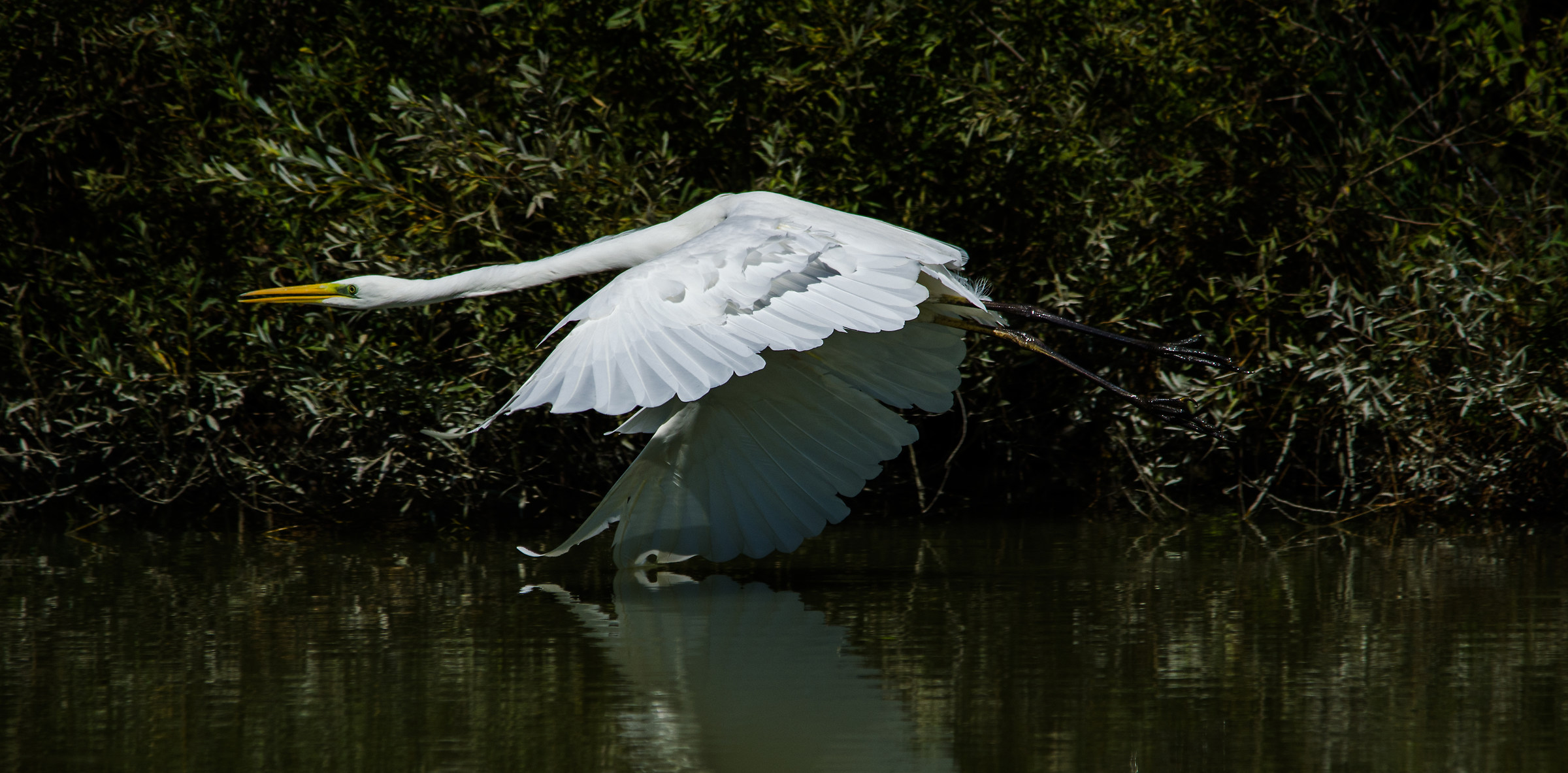 white heron