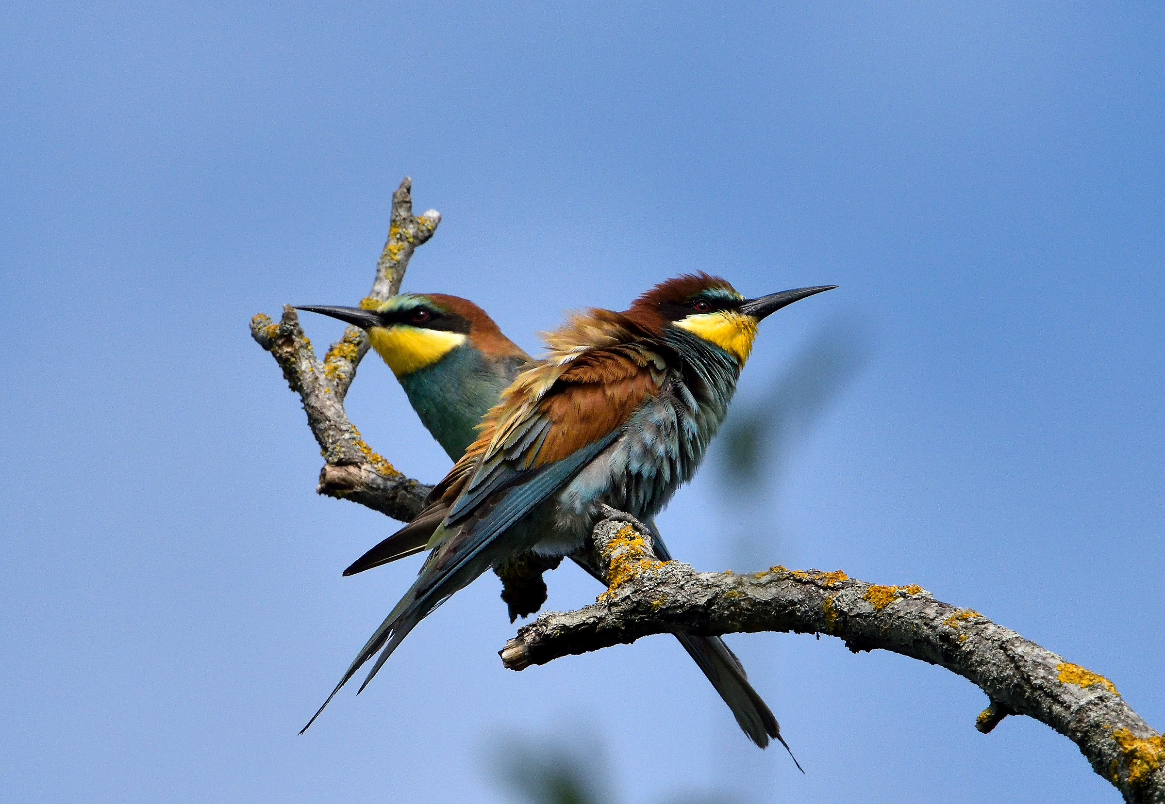 Bee-eaters