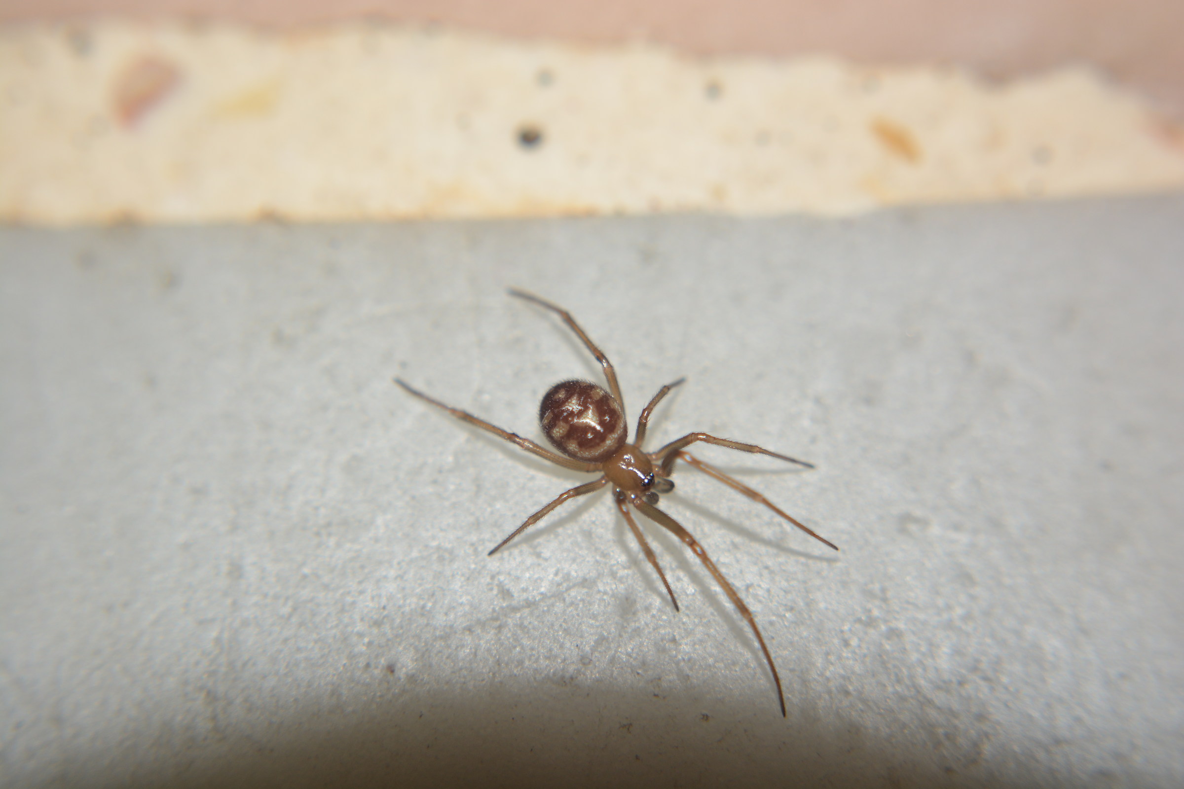 a nice little spider found in house
