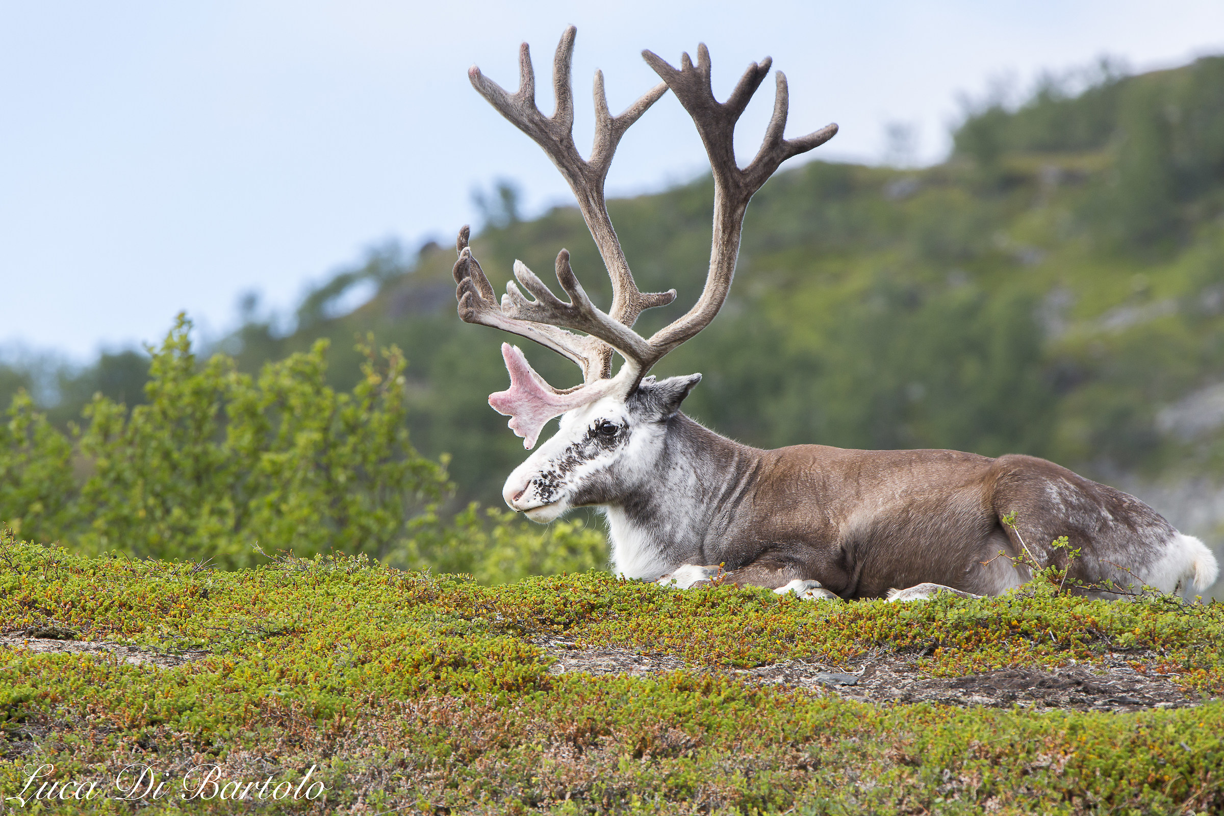 Reindeer at North Cape