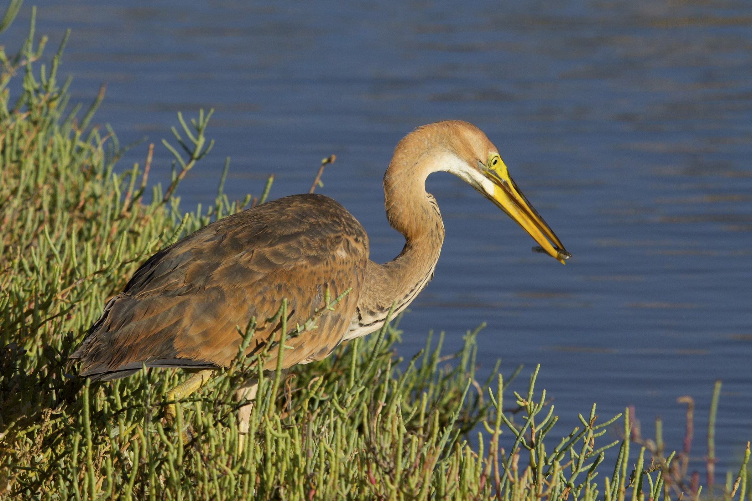 fingerfood per il rosso