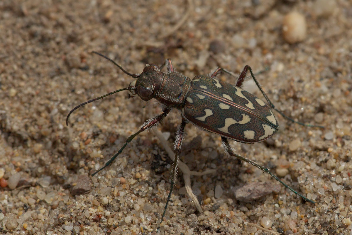 Cicindela  probabilmente (Cicindela  maritima )