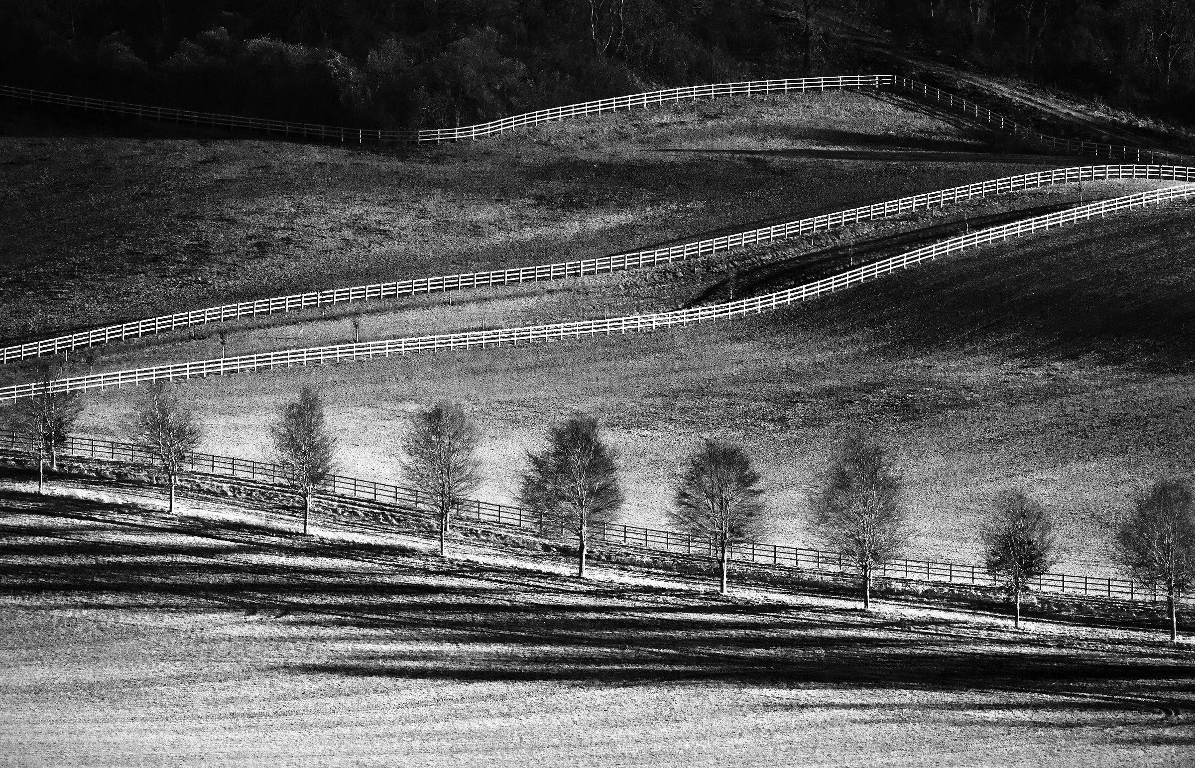 Alberi, Recinti, Shadows