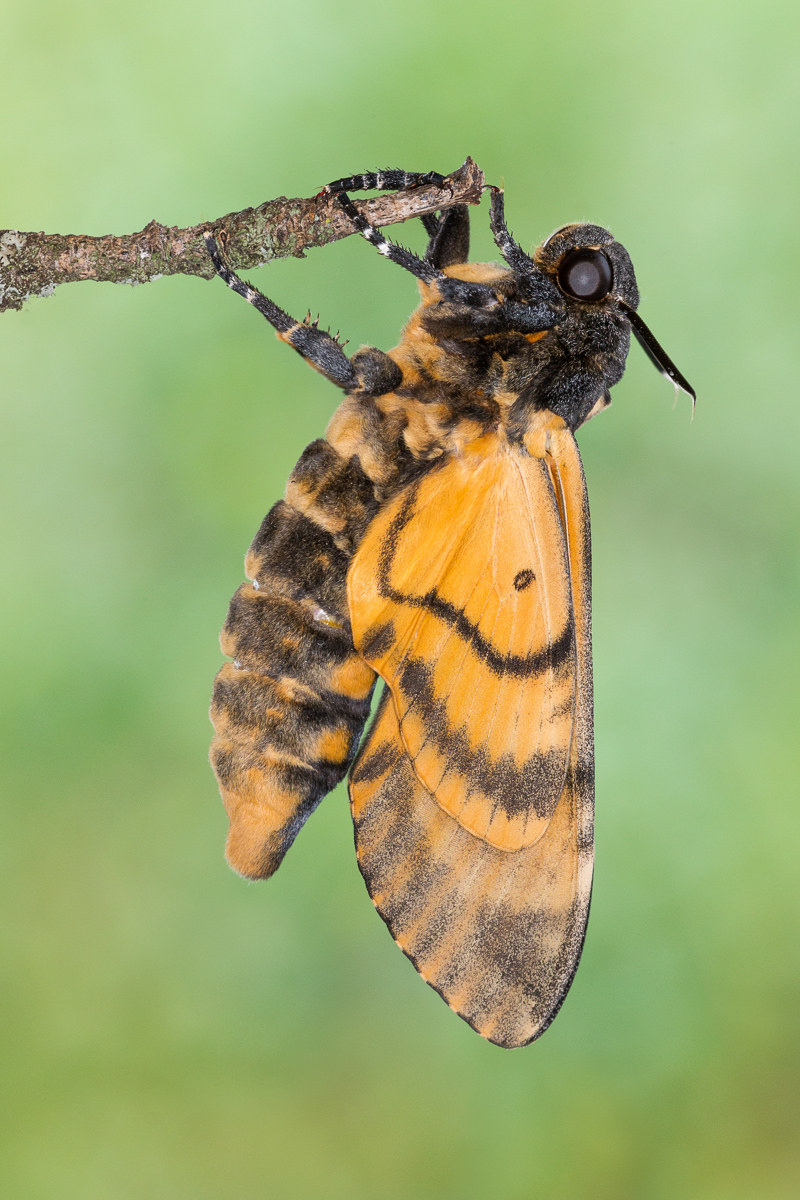 Sphinx head died shortly after flickering ...