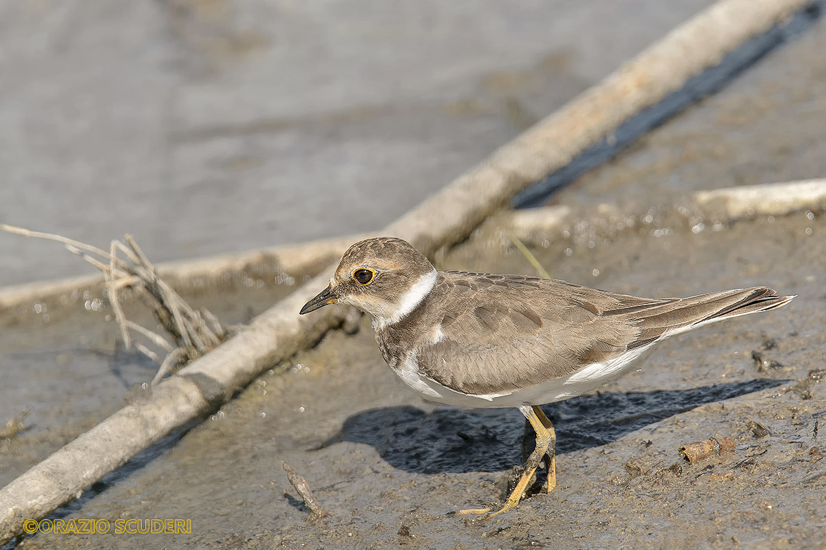 Courier Small (little ringed plover)