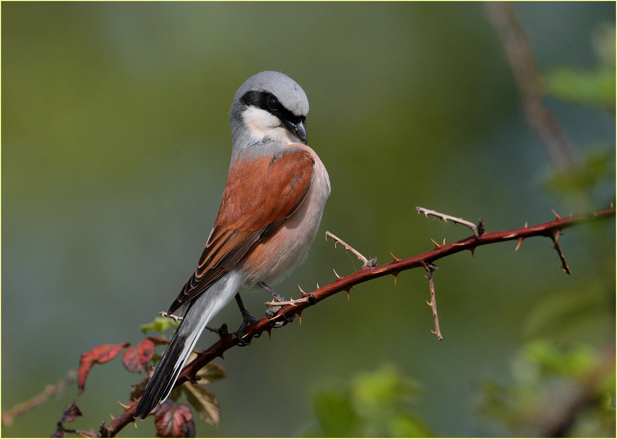 maschio di averla piccola,,canon 0b, 300,, 2,8,, + 2 x,