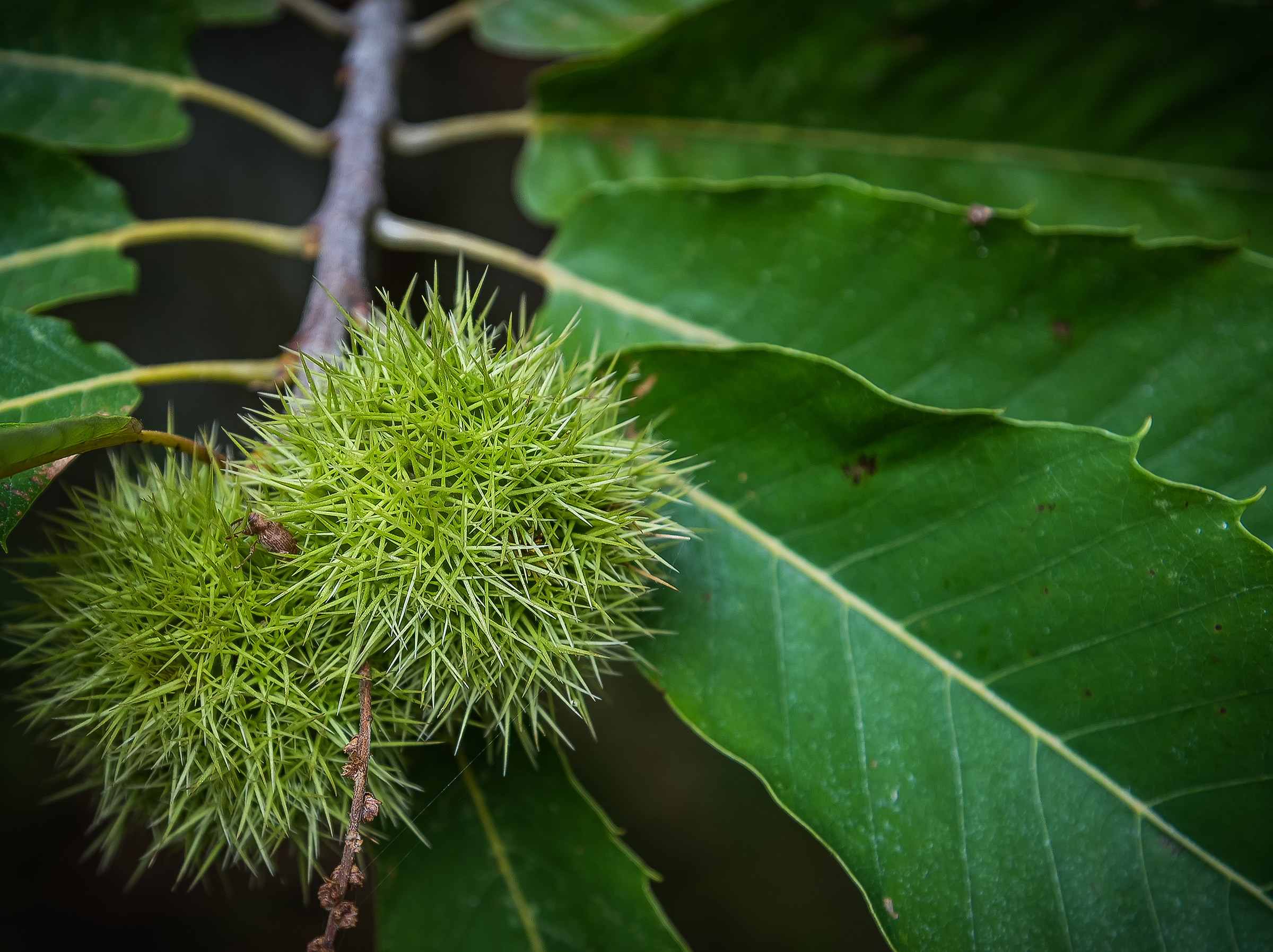 Brace yourself autumn is coming