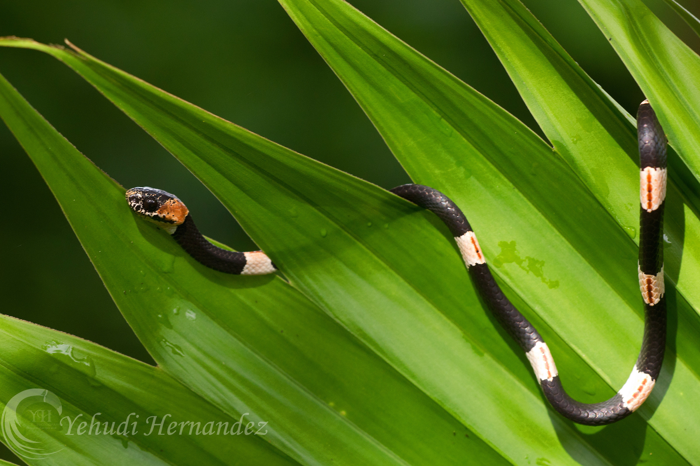 Lumaca mangiatore serpente