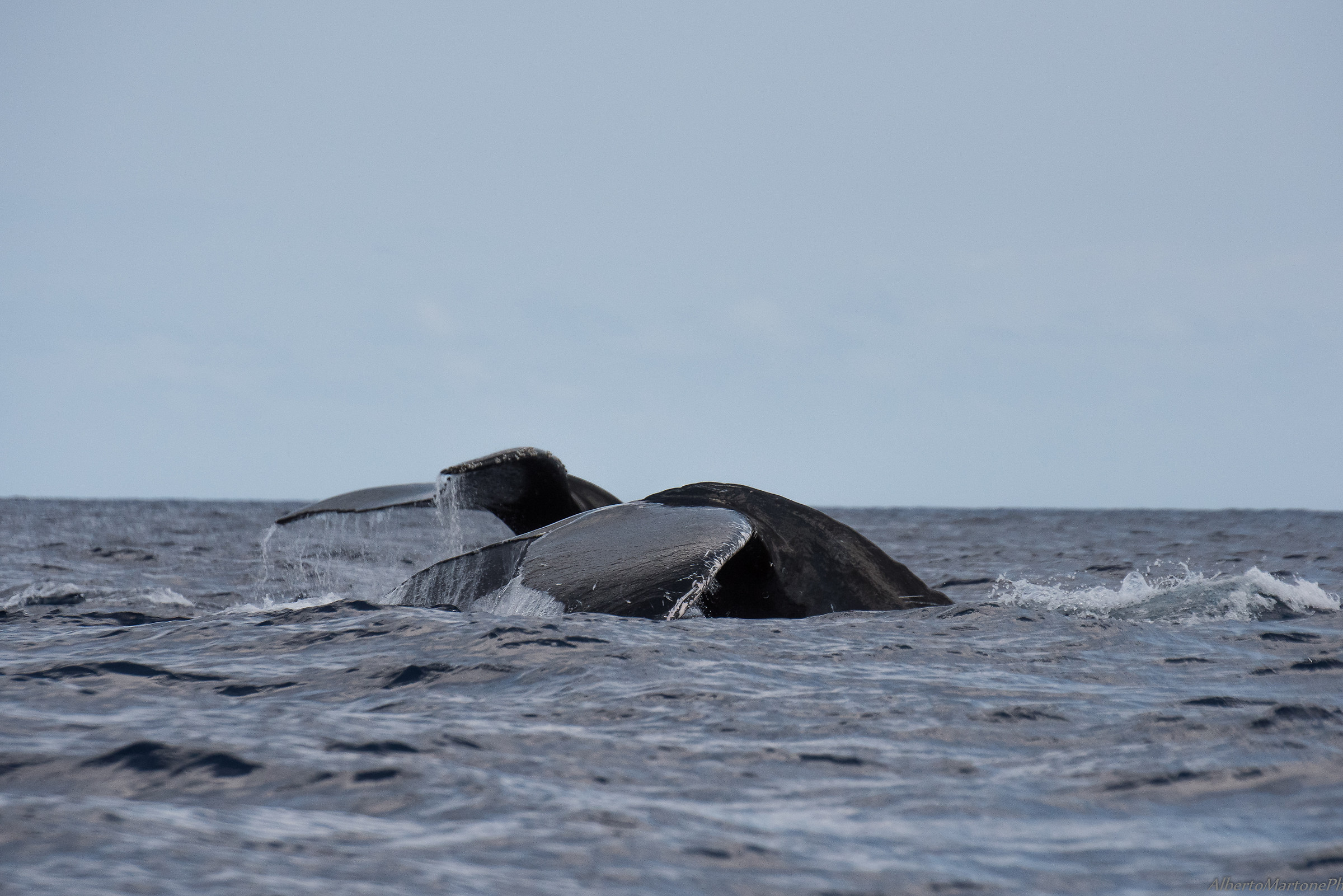 Megattere. Madre e cucciolo in " ballo sincronizzato &q...